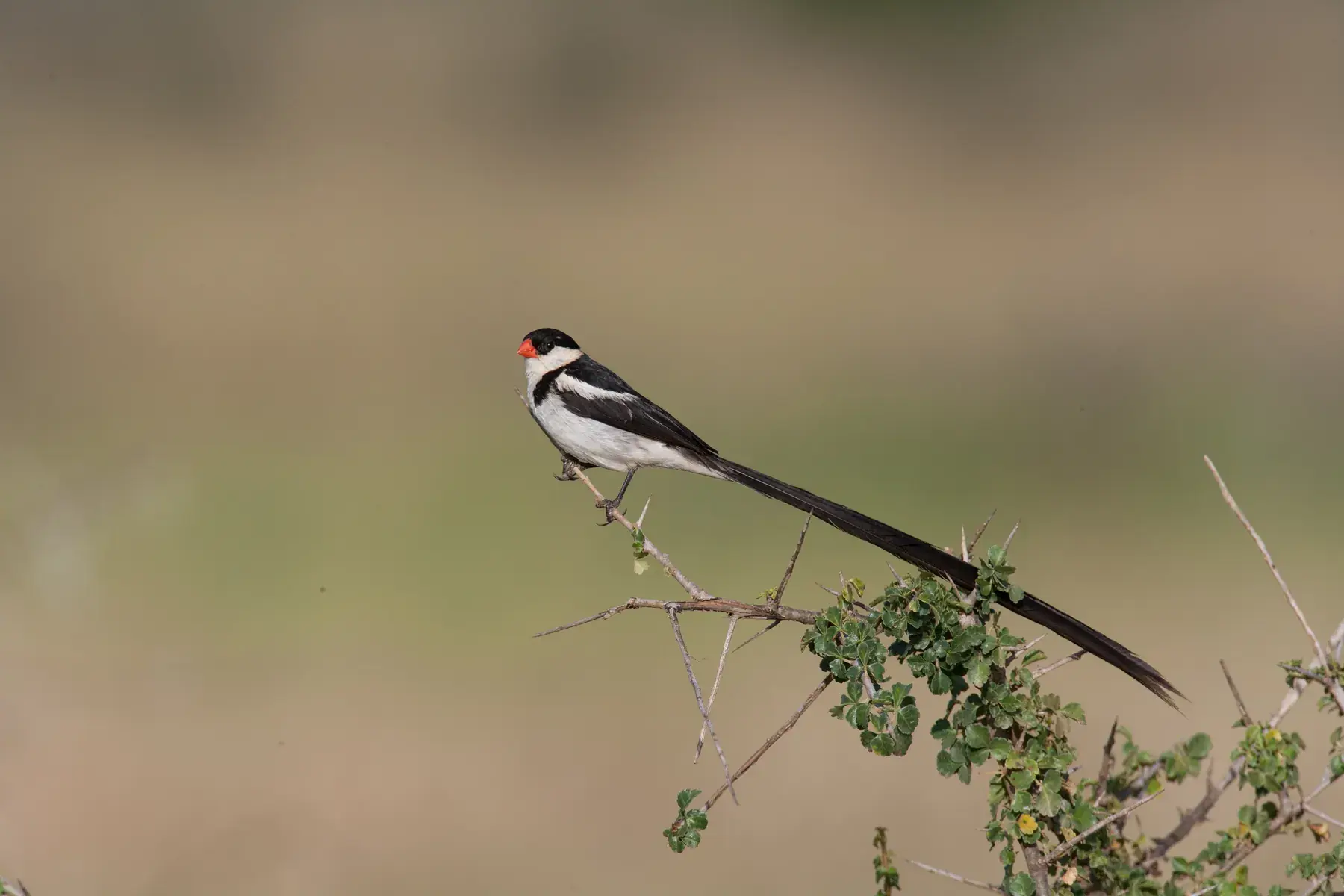 Pin-tailed Whydah from Tanzania Photographic Safari