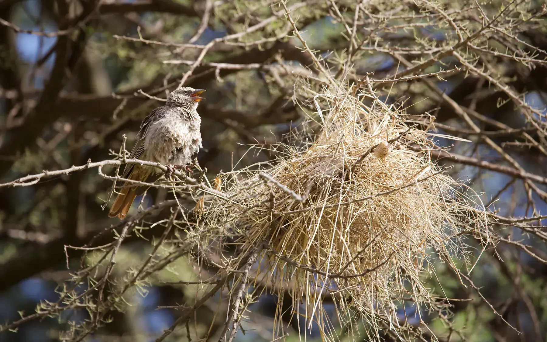 Weaver Bird and Nest from Tanzania Photographic Safari