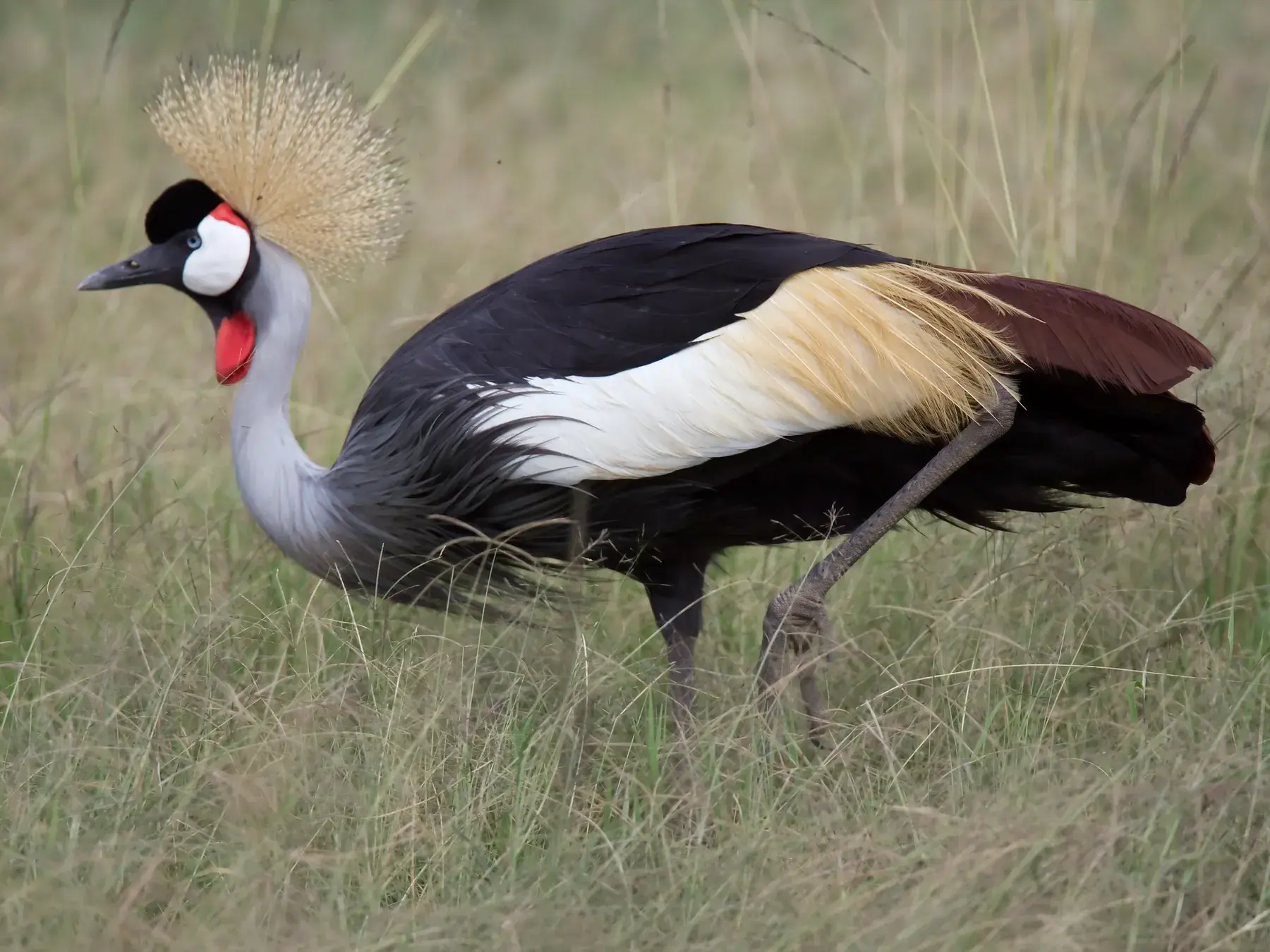 Grey Crowned Crane from Tanzania Photographic Safari