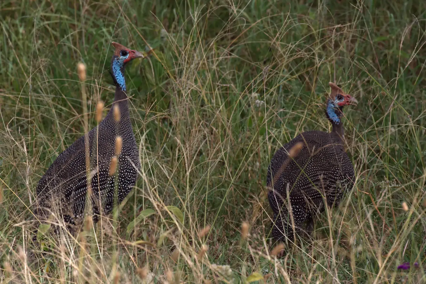 Helmeted Guineafowl from Tanzania Photographic Safari