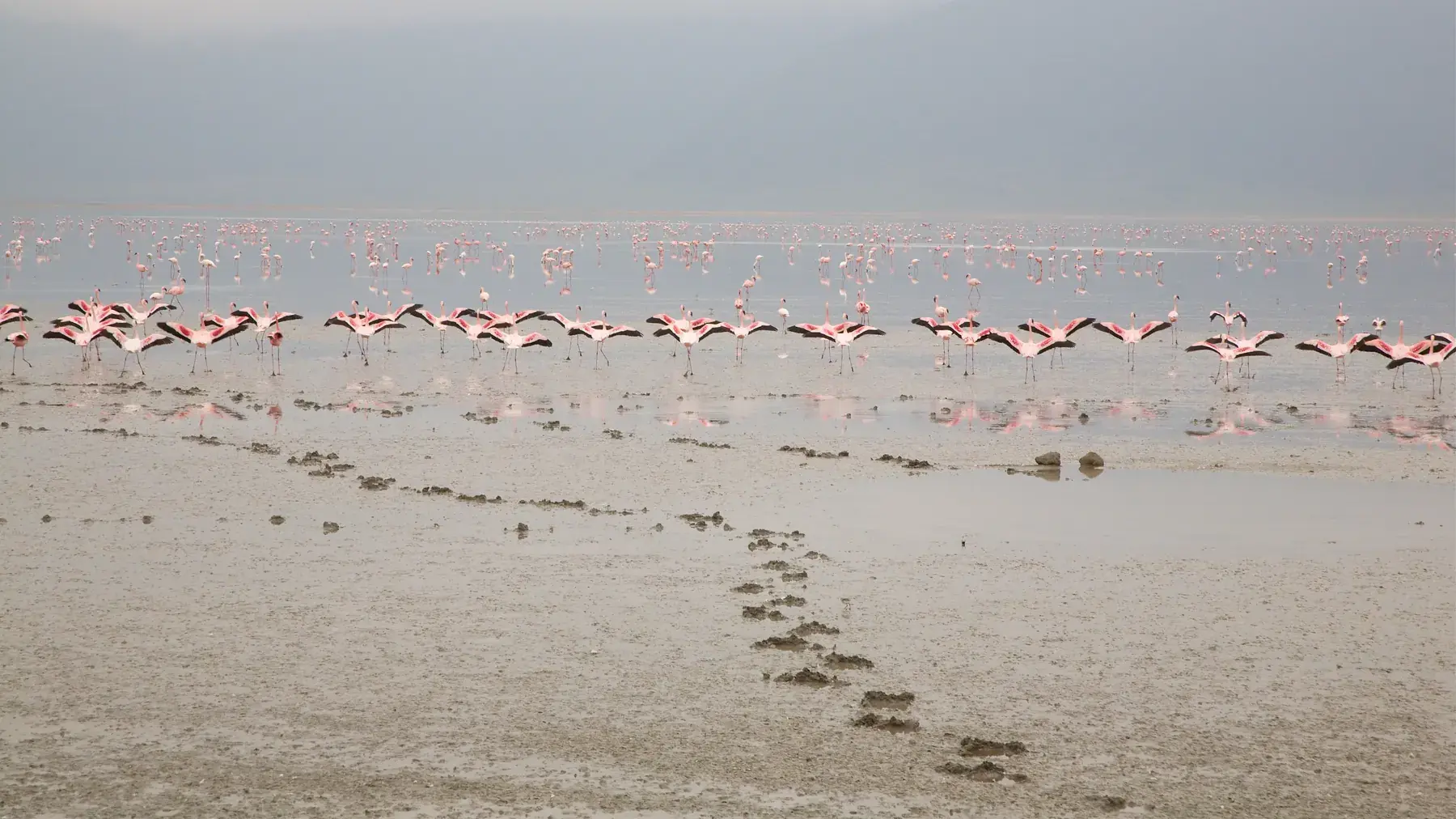 Flamingo Dance from Tanzania Photographic Safari