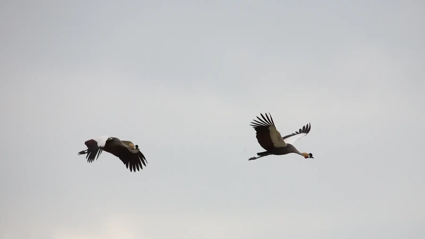 Grey Crowned Cranes in Flight from Tanzania Photographic Safari