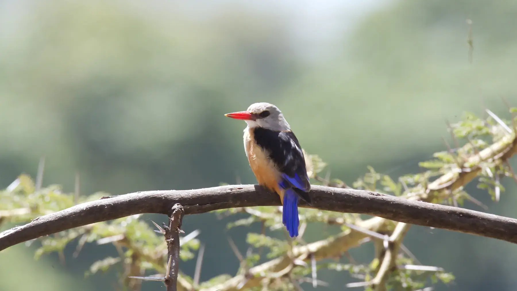 Grey-headed Kingfisher from Tanzania Photographic Safari