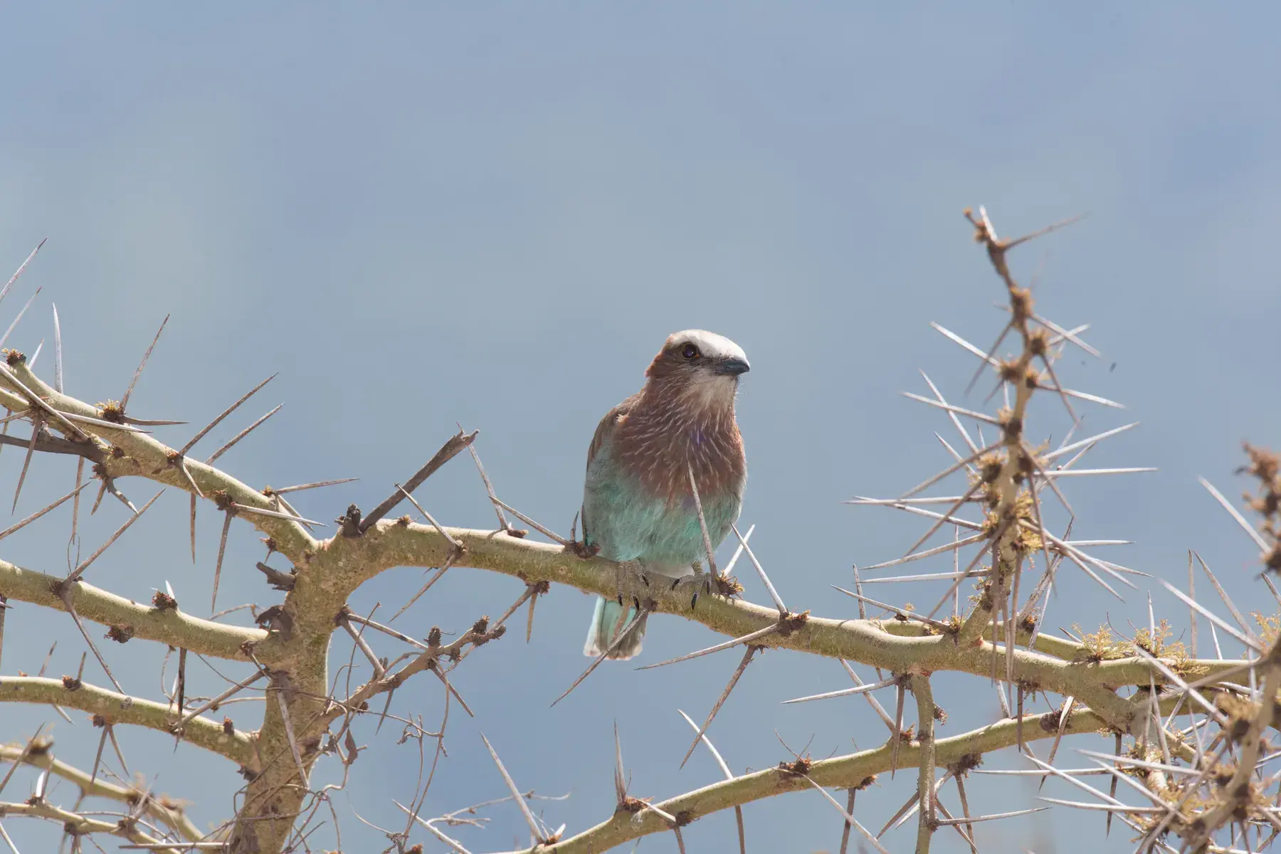 Lilac-breasted Roller from Tanzania Photographic Safari
