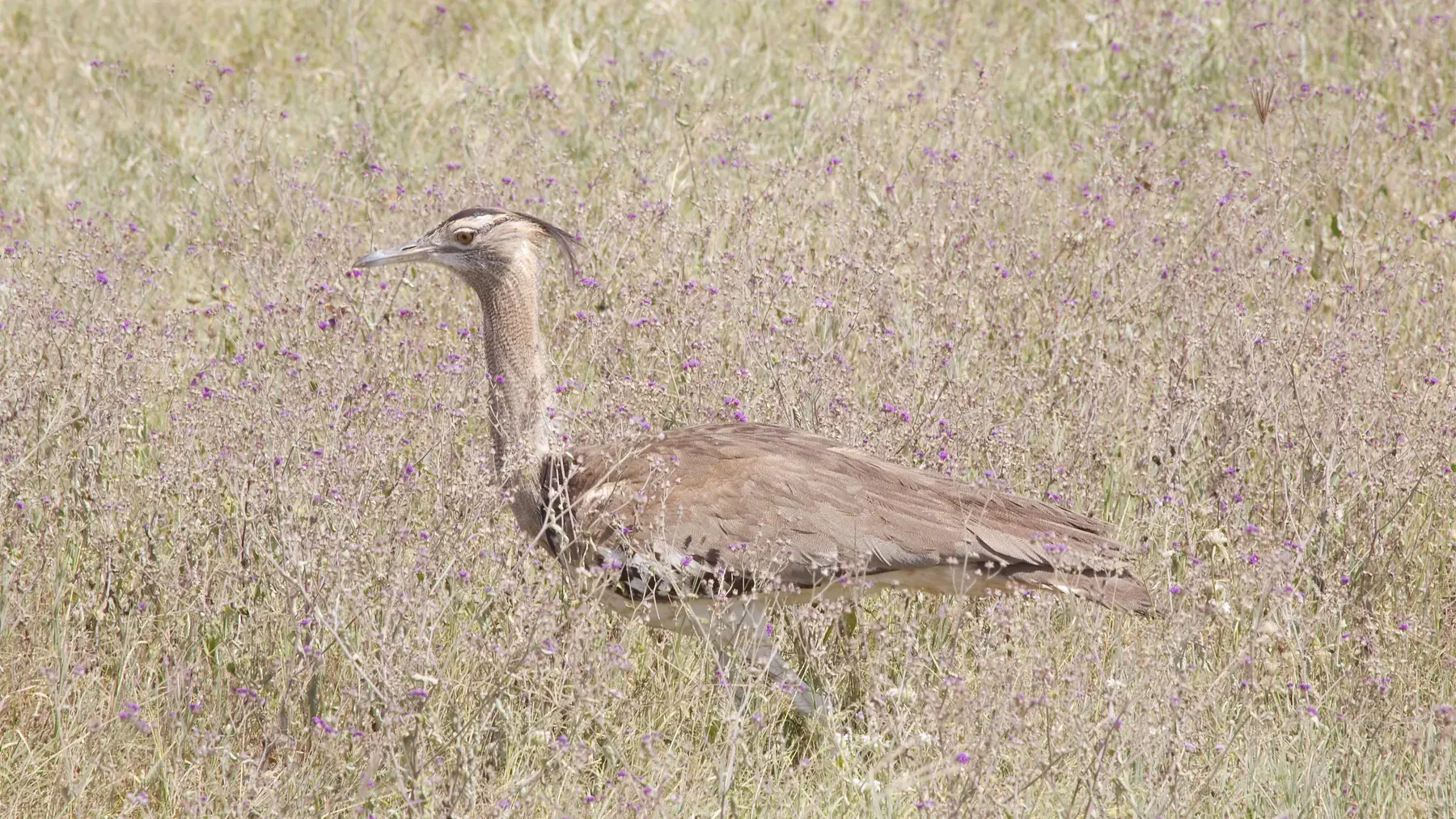 Kori Bustard from Tanzania Photographic Safari
