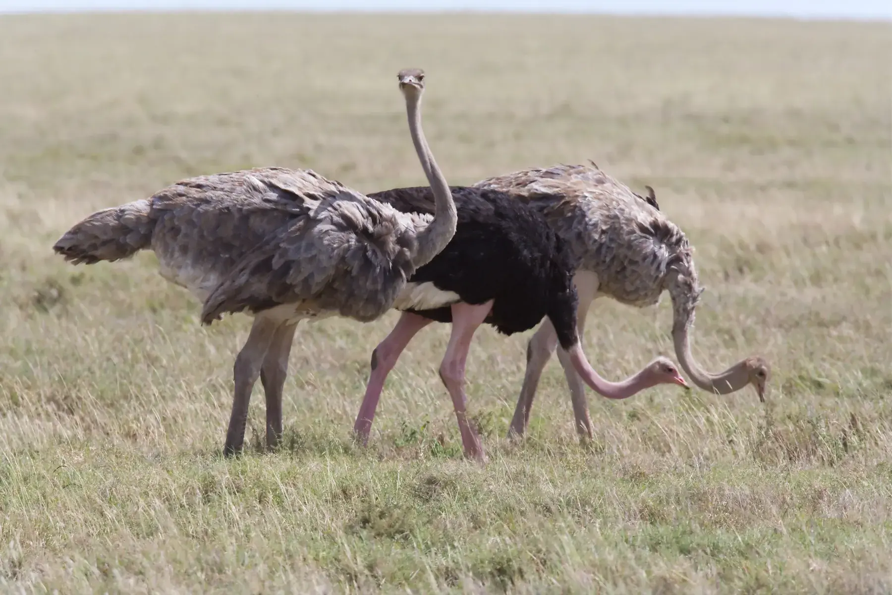 Ostriches from Tanzania Photographic Safari