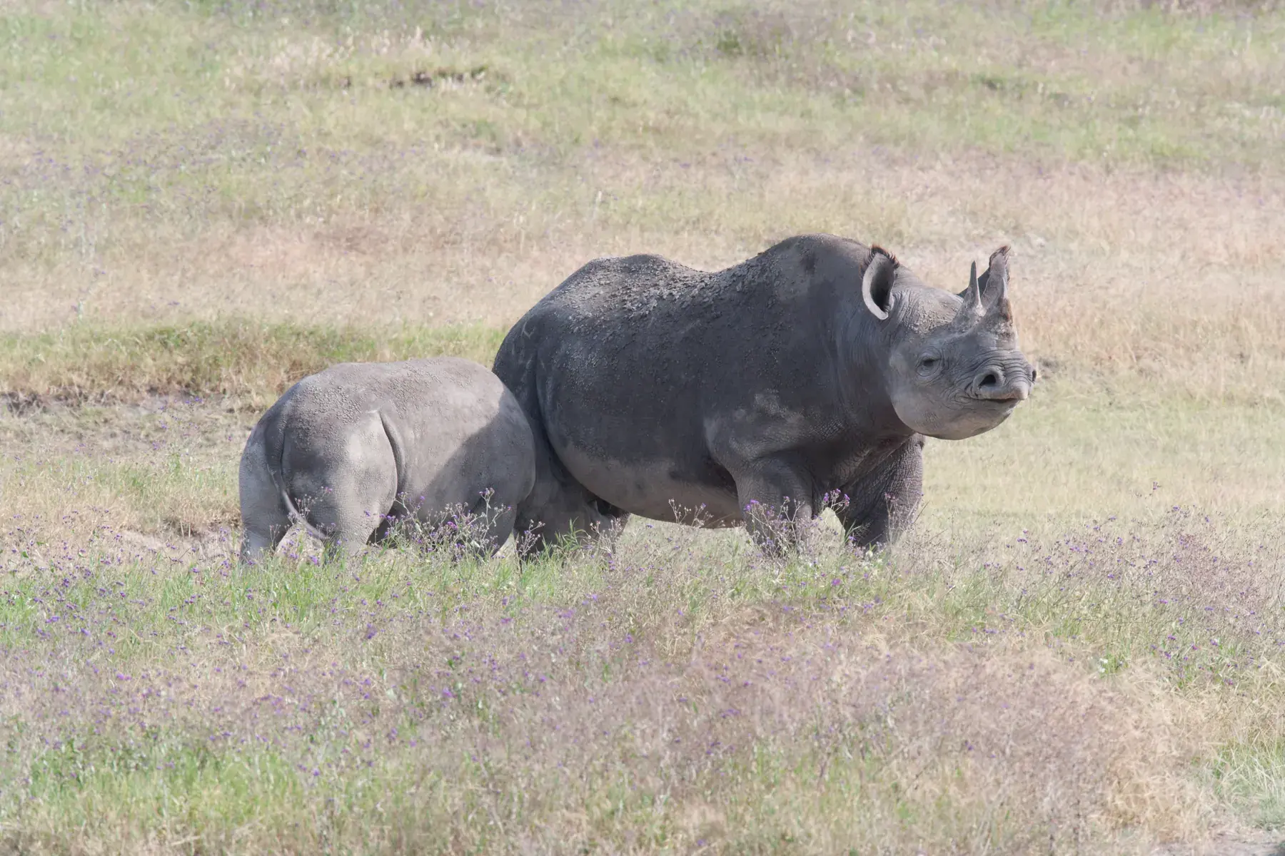 Black Rhinoceros and Calf from Tanzania Photographic Safari