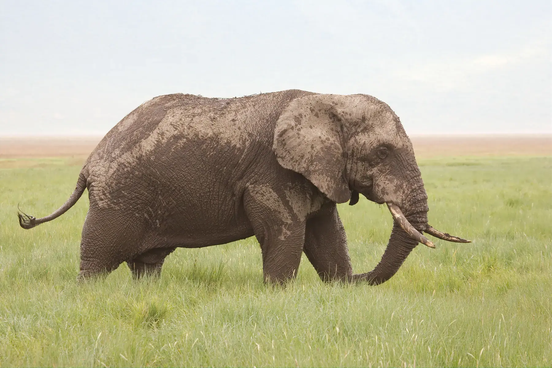 Muddy Elephant from Tanzania Photographic Safari