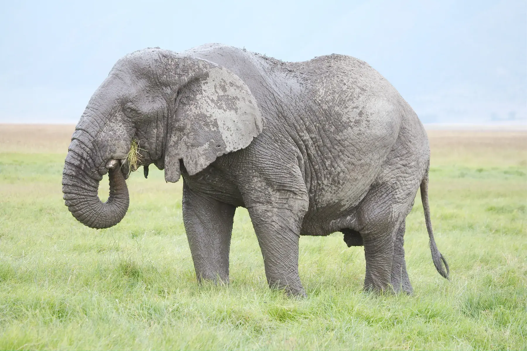 Elephant Eating from Tanzania Photographic Safari