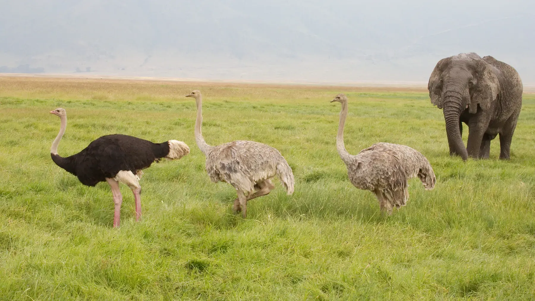 Ostriches and Elephant from Tanzania Photographic Safari