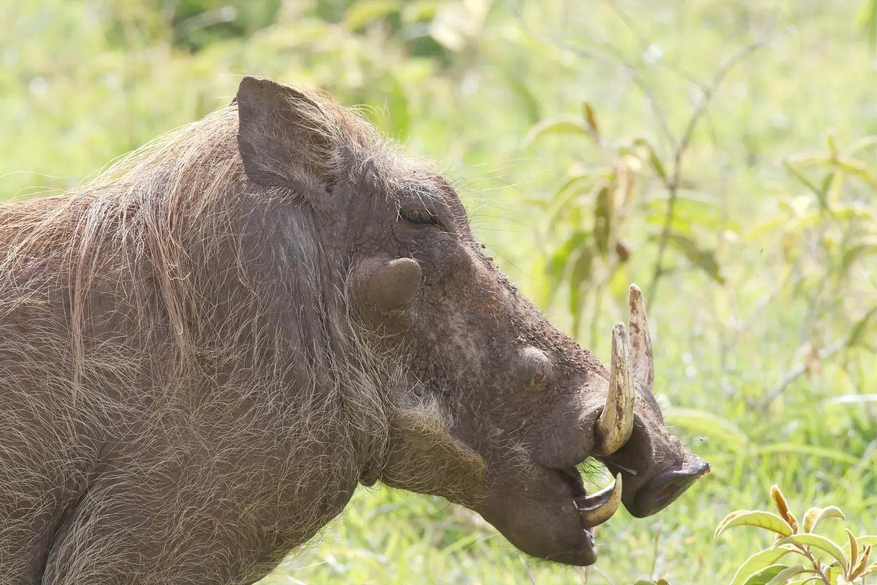 Warthog from Tanzania Photographic Safari