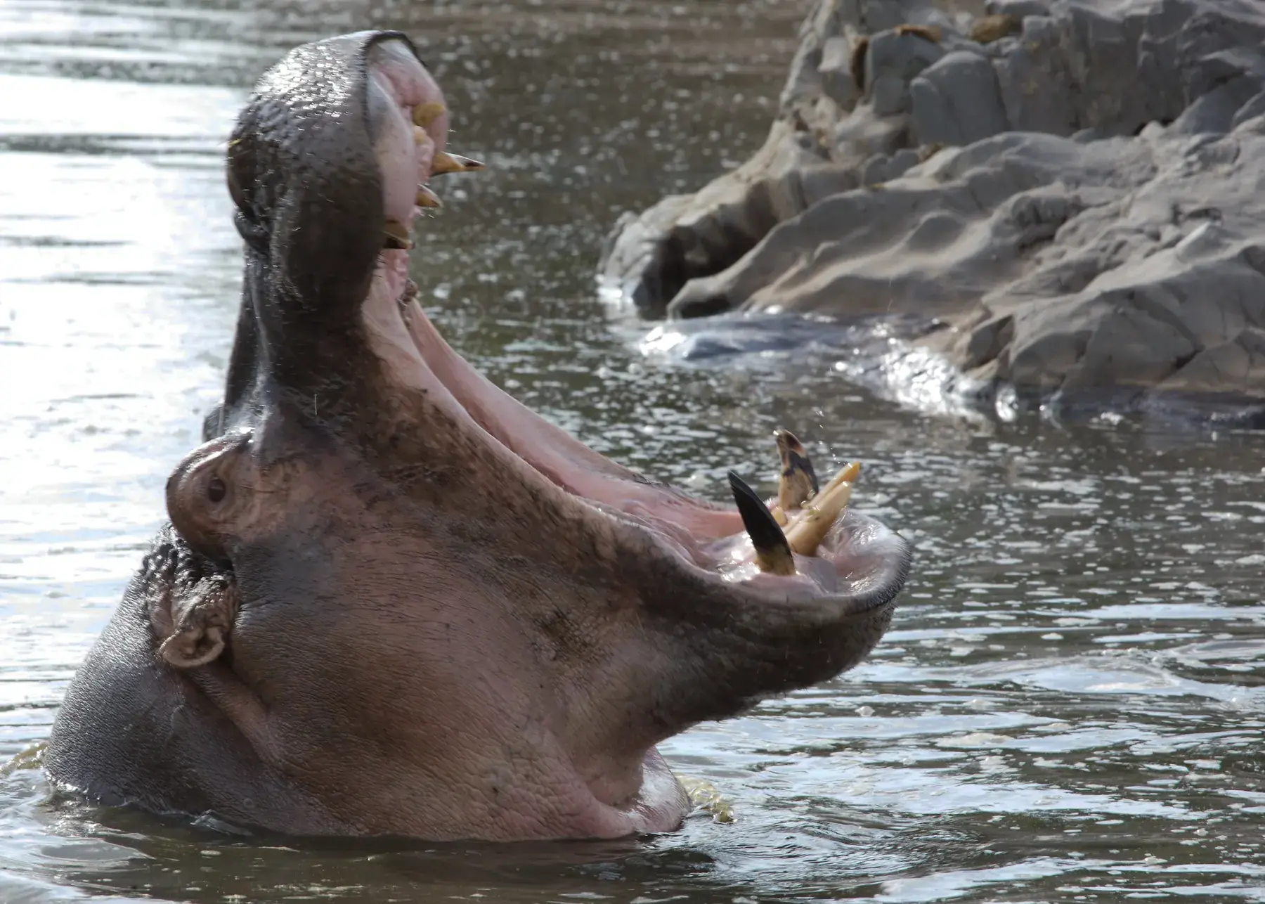 Hippopotamus from Tanzania Photographic Safari