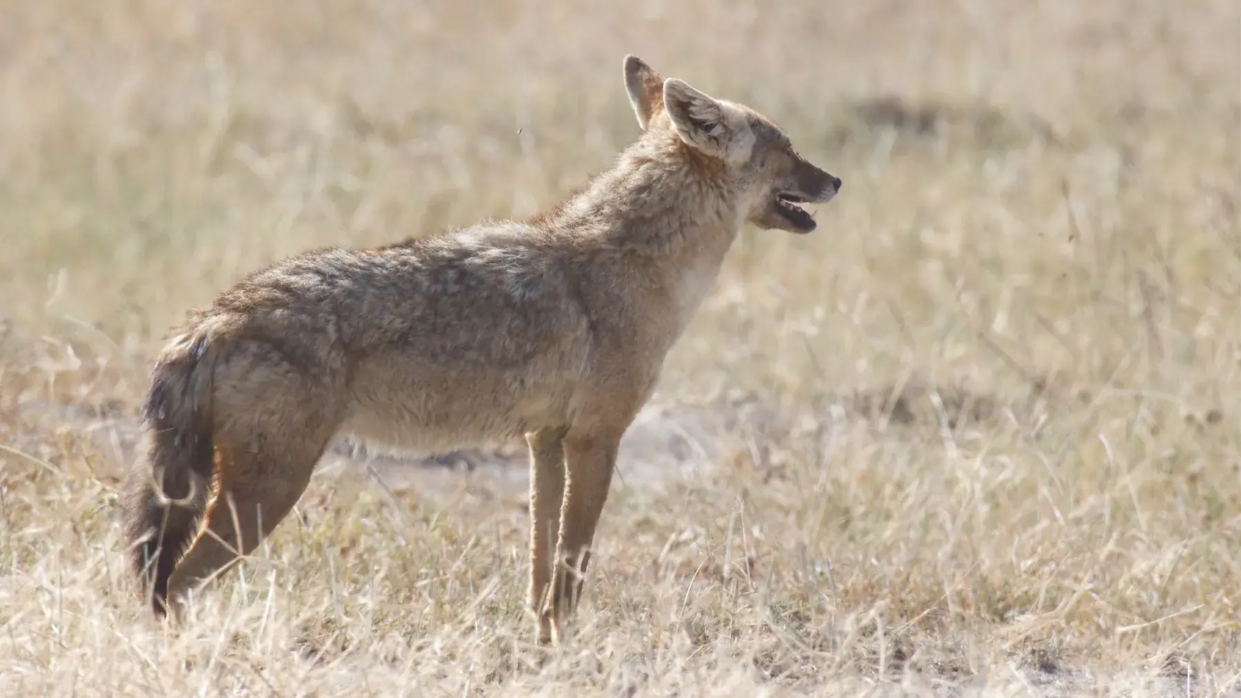 Golden Jackal / African Golden Wolf from Tanzania Photographic Safari