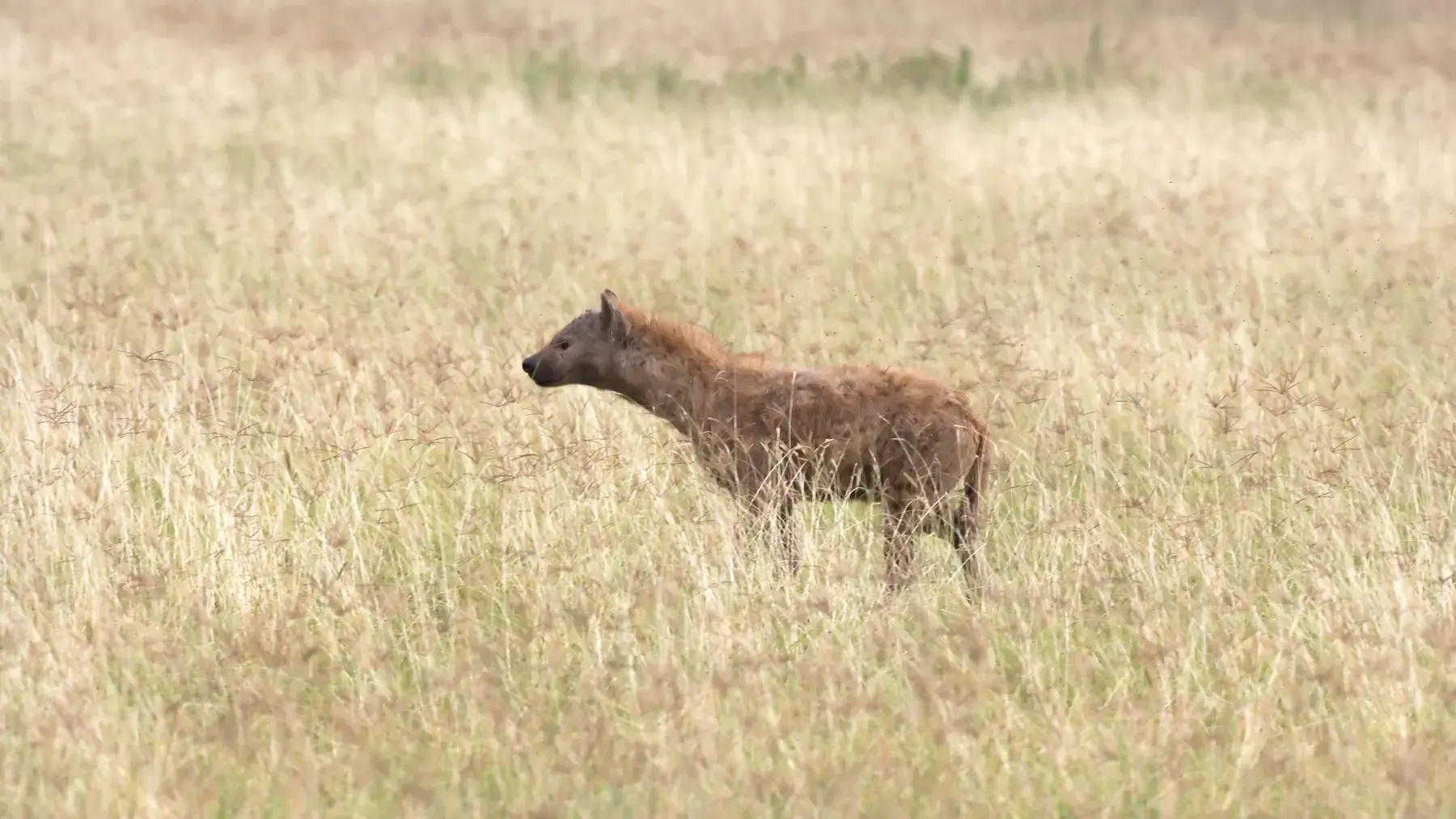 Spotted Hyena from Tanzania Photographic Safari