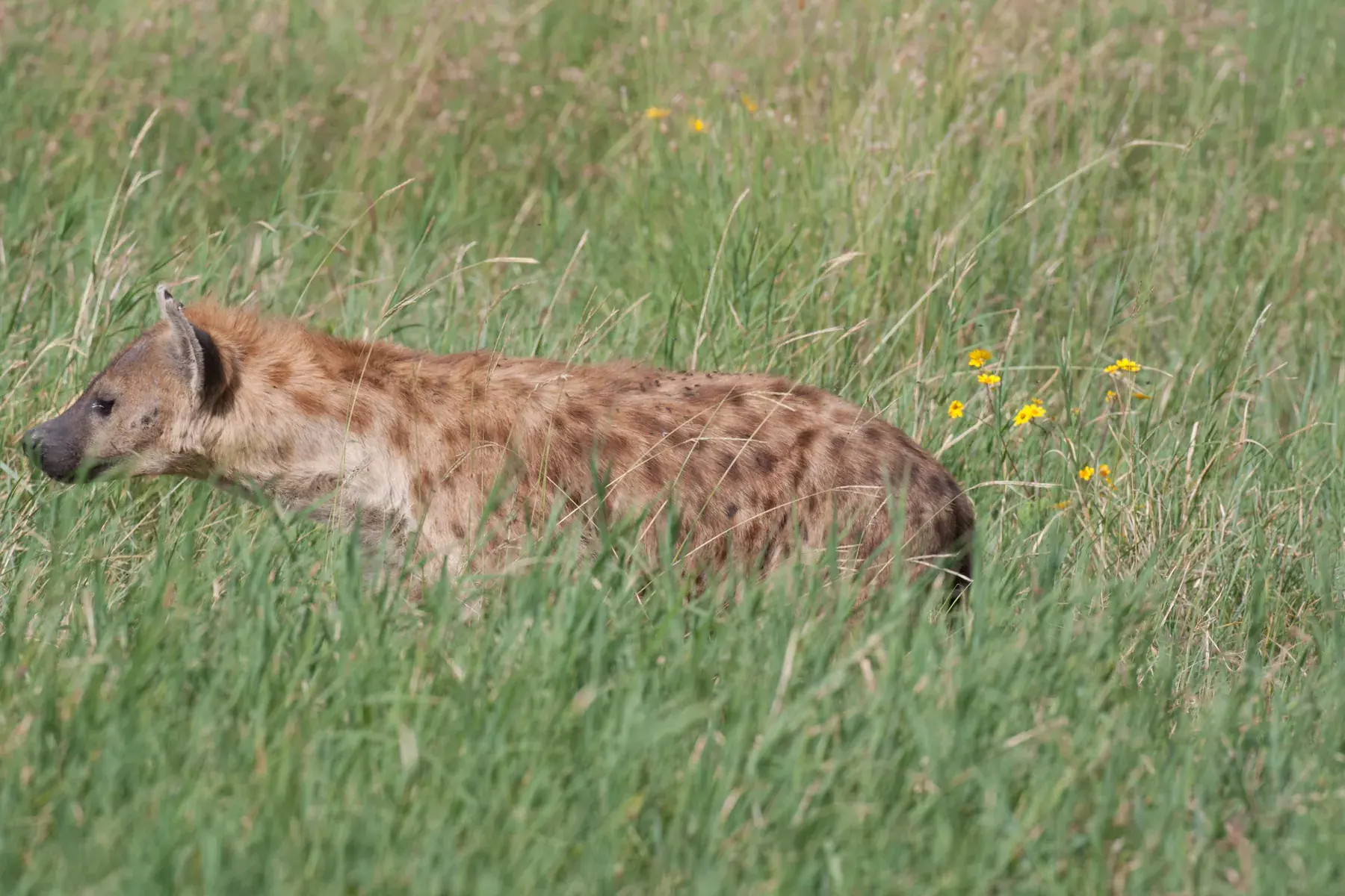 Spotted Hyena in Tall Grass from Tanzania Photographic Safari