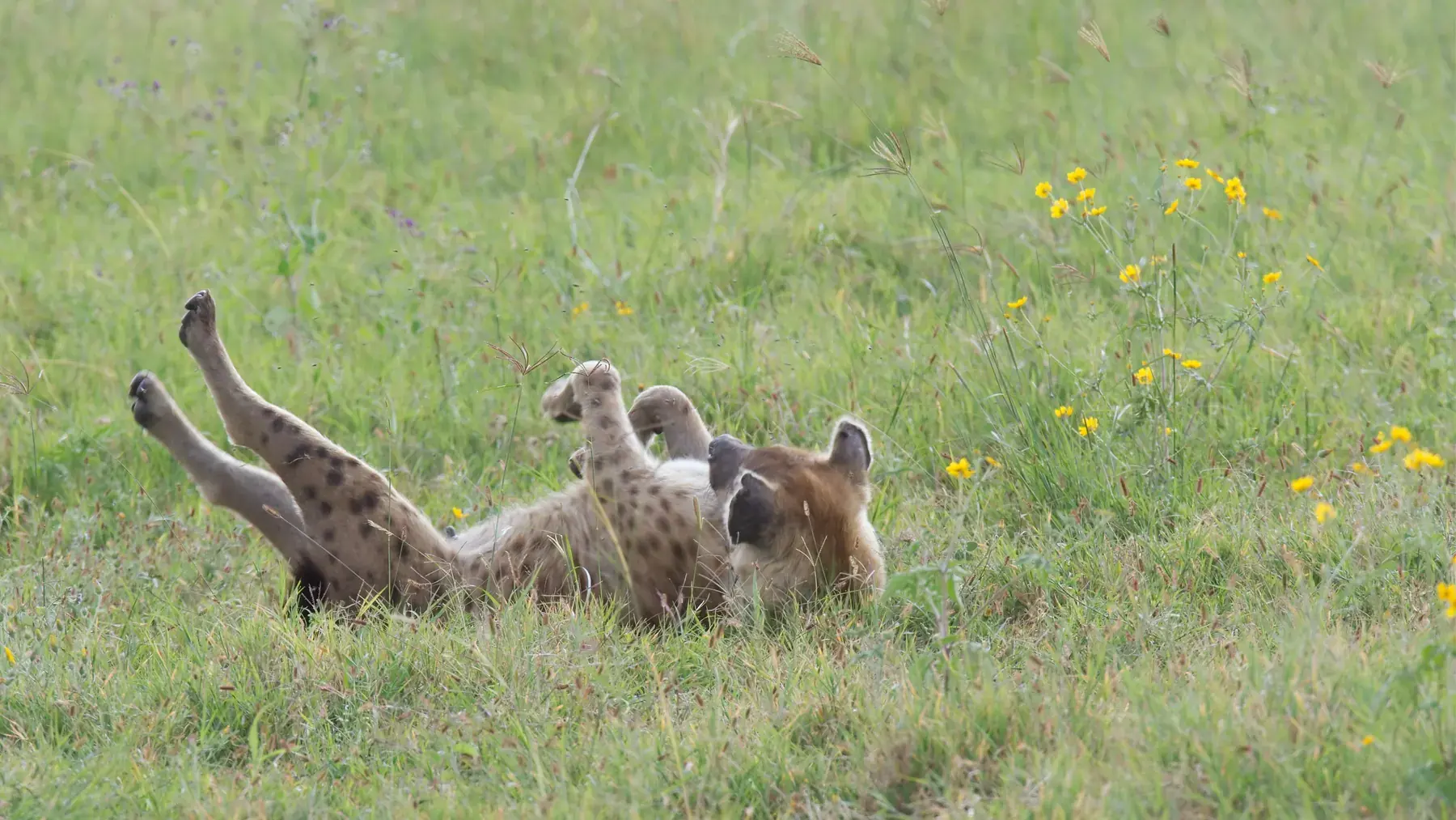 Rolling Spotted Hyena from Tanzania Photographic Safari