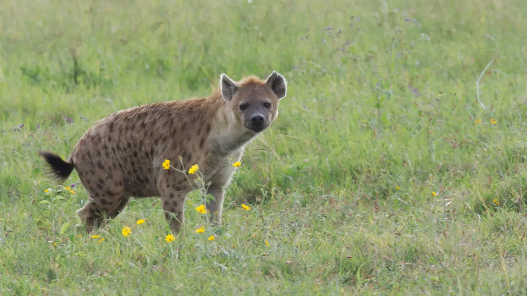 Spotted Hyena from Tanzania Photographic Safari