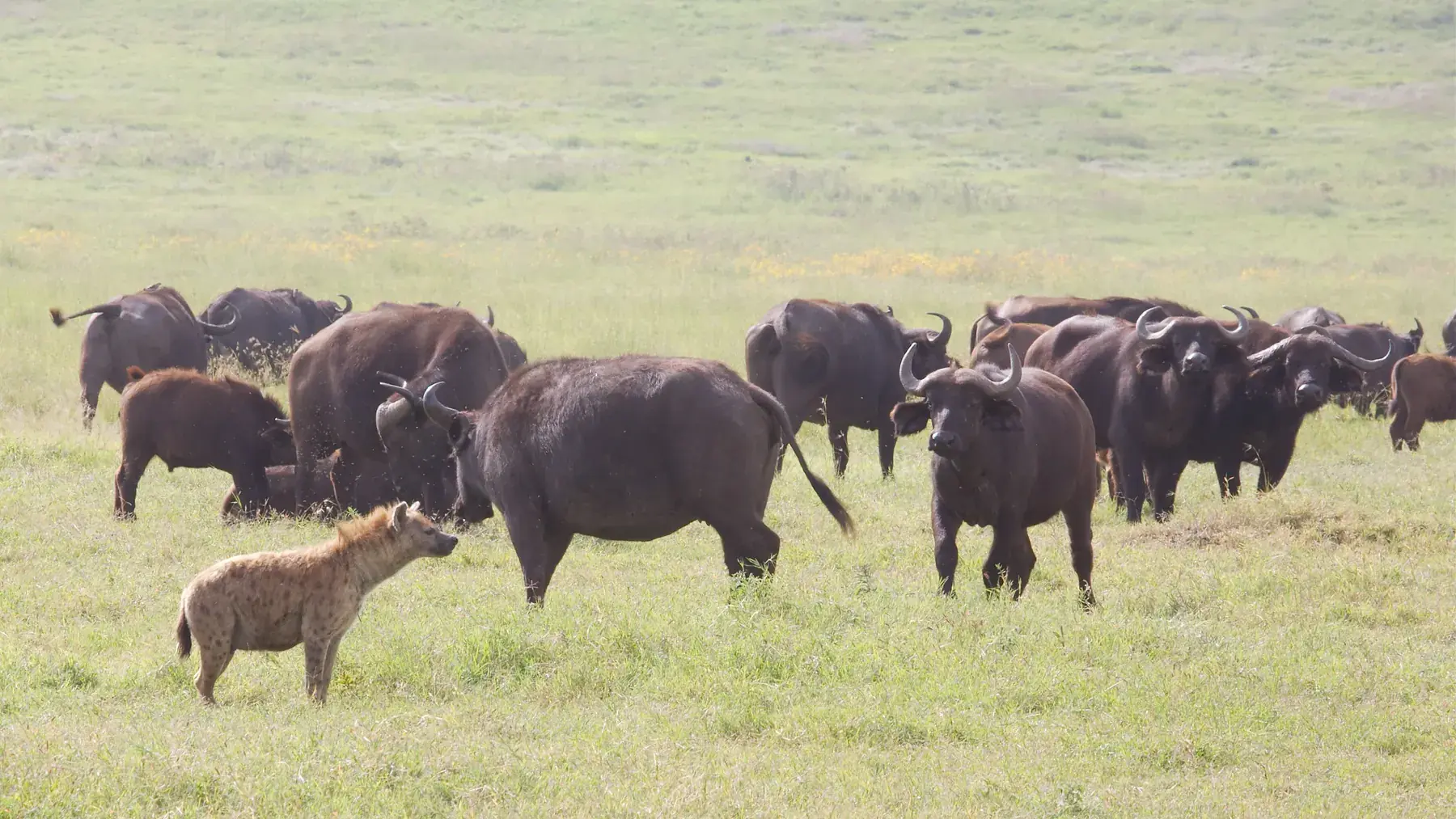 Cape Buffalo and Spotted Hyena from Tanzania Photographic Safari