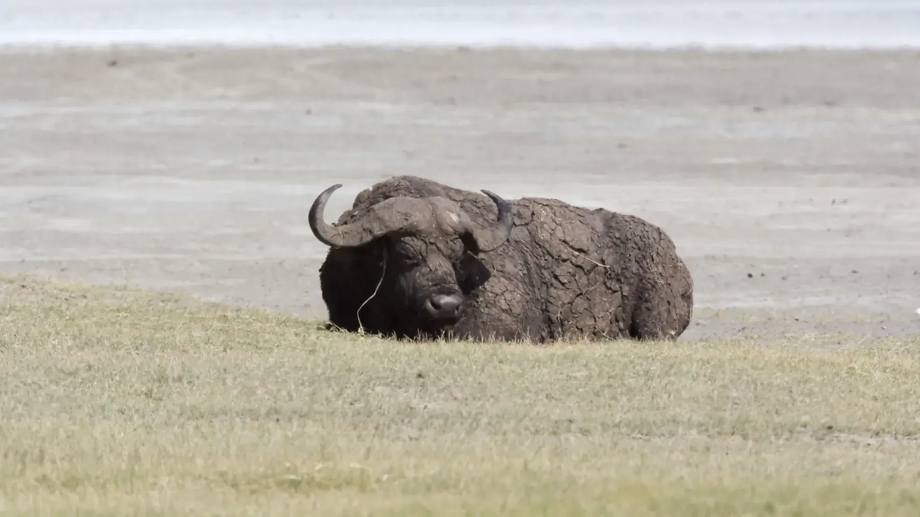 “Mud Cake” Cape Buffalo from Tanzania Photographic Safari