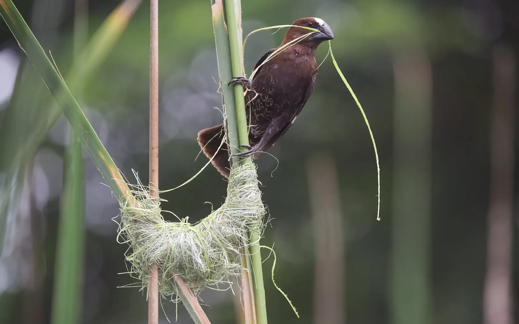 Weaver Bird and Nest from Tanzania Photographic Safari