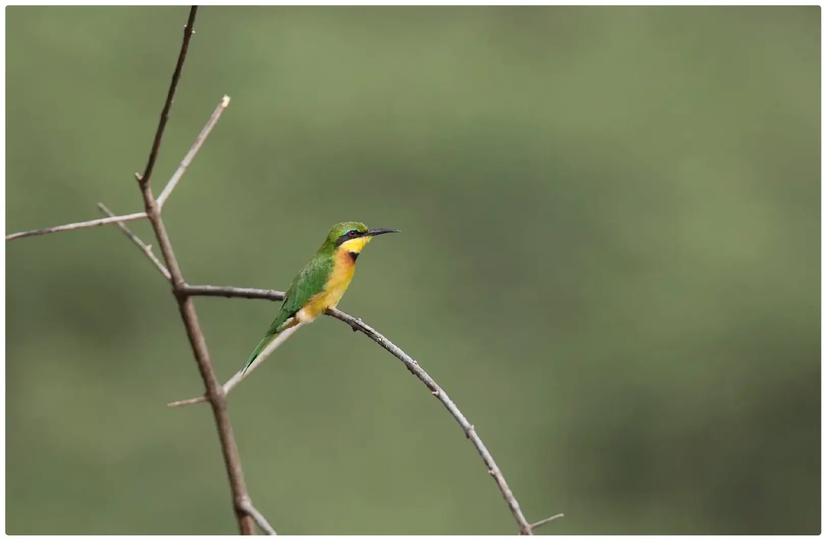 Little Bee-eater from Tanzania Photographic Safari