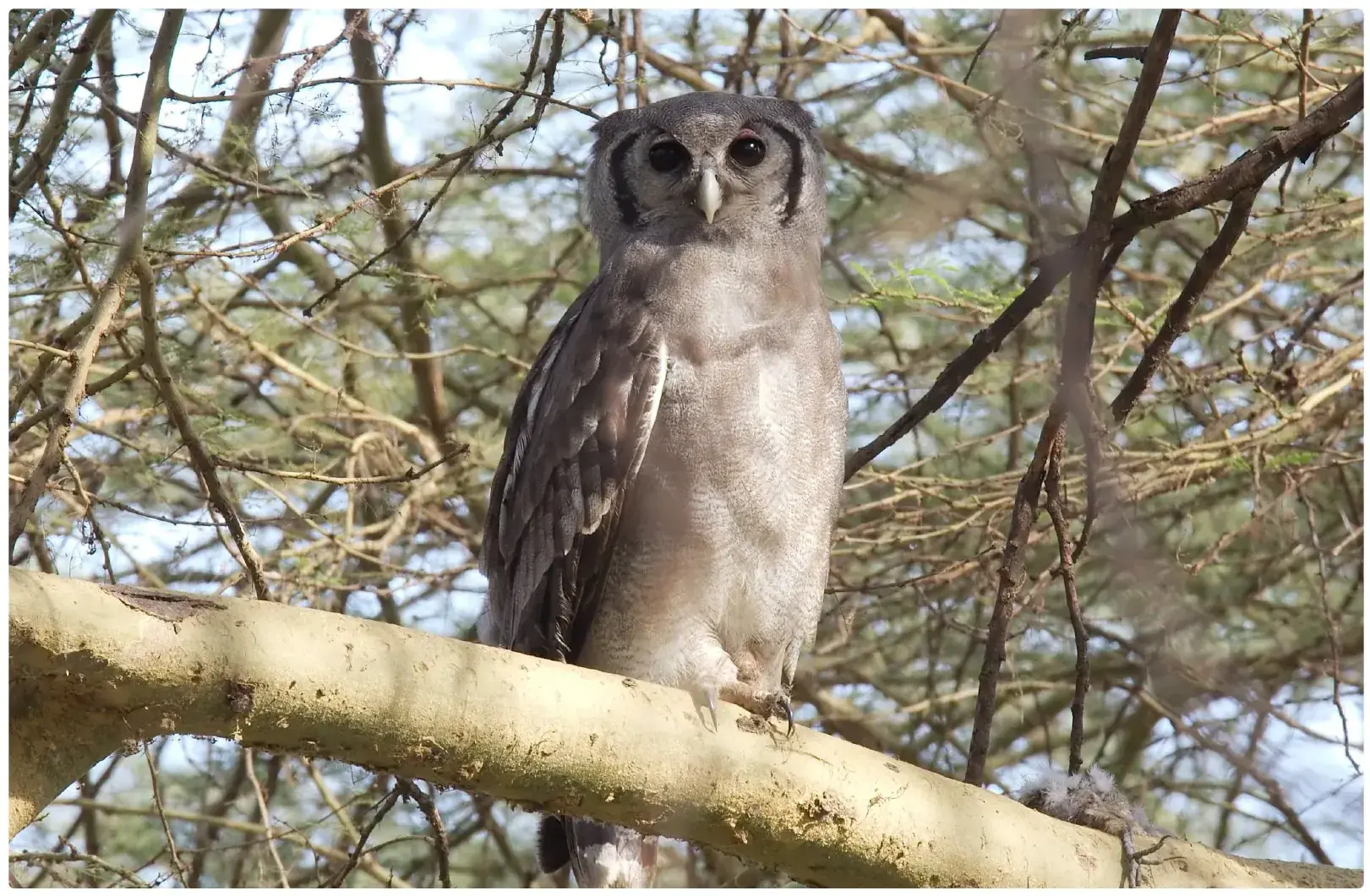 Verreaux's Eagle-Owl from Tanzania Photographic Safari