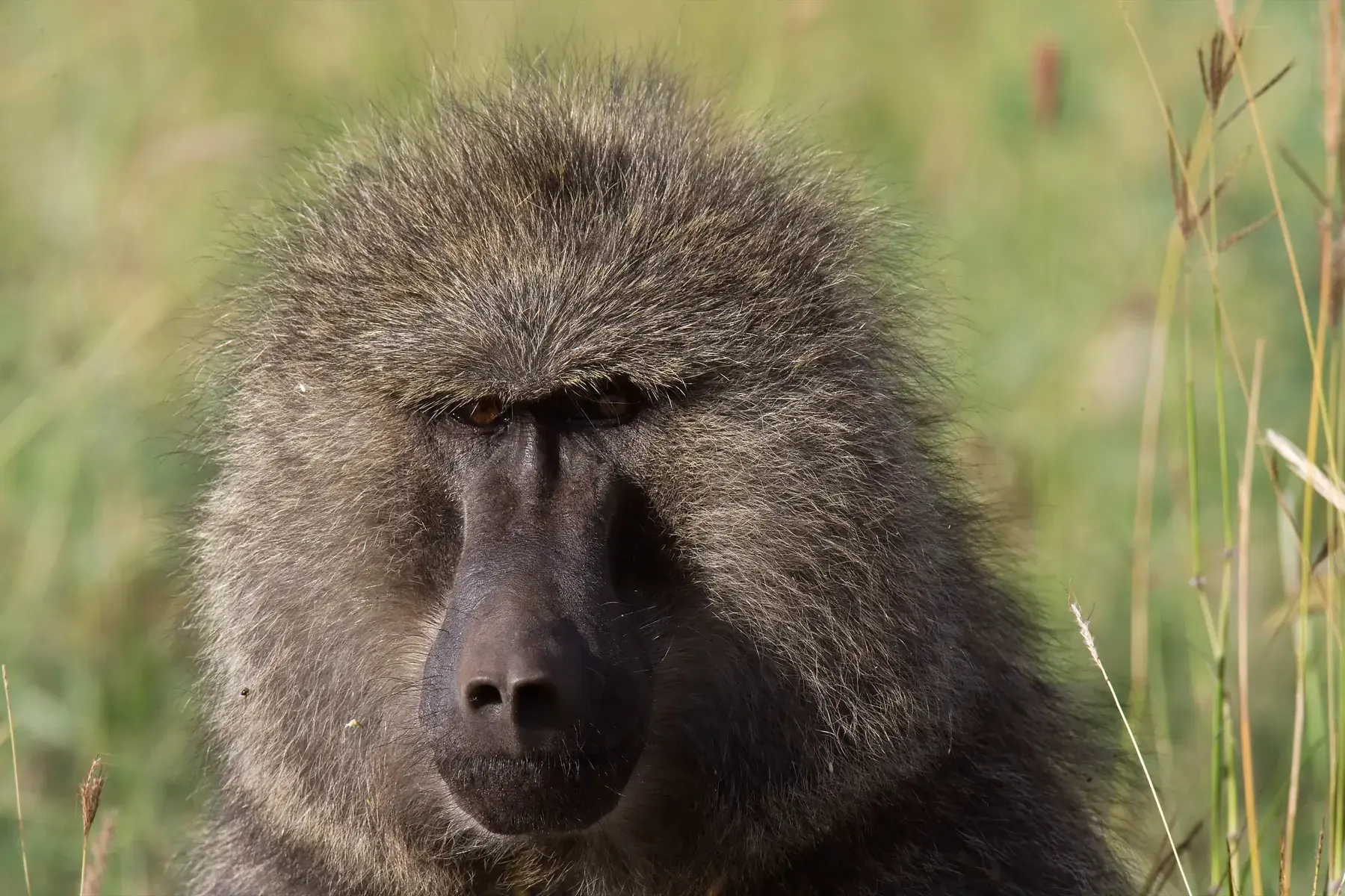 Olive Baboon from Tanzania Photographic Safari