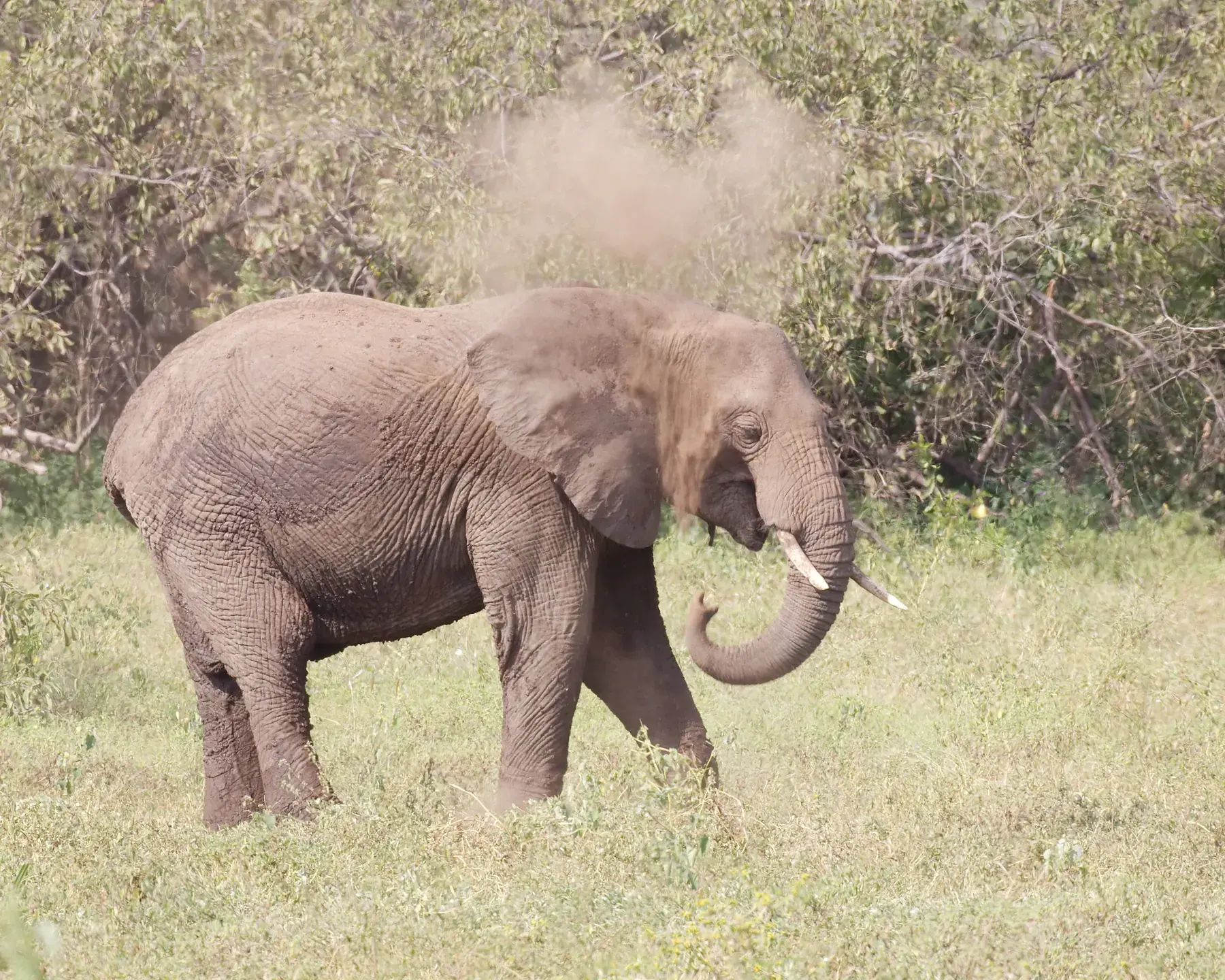 Elephant and Dust from Tanzania Photographic Safari