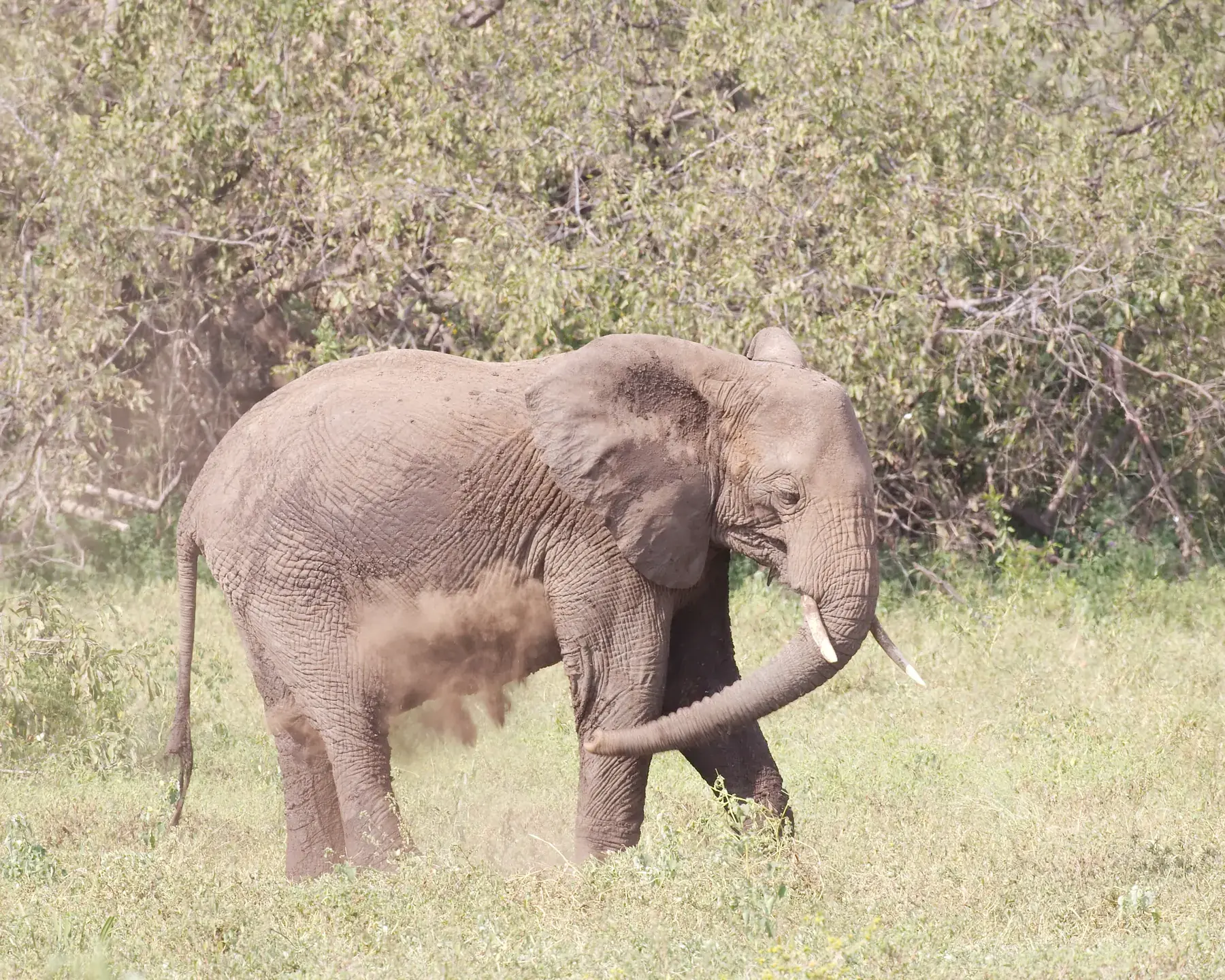 Elephant Dust Bath from Tanzania Photographic Safari