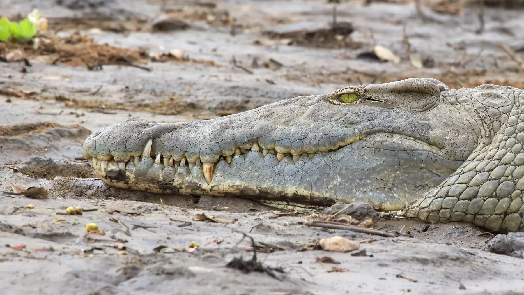 Camouflaged Crocodile from Tanzania Photographic Safari
