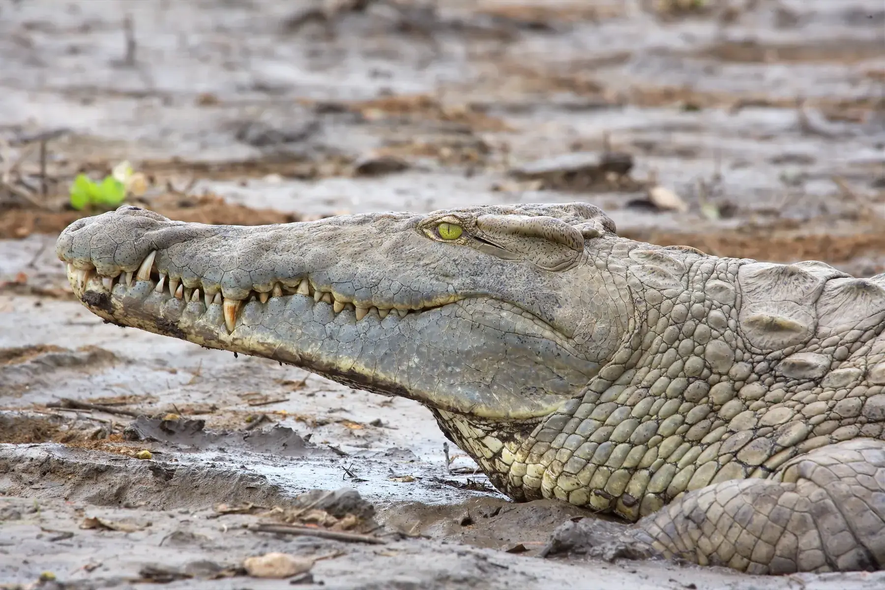 Crocodile from Tanzania Photographic Safari