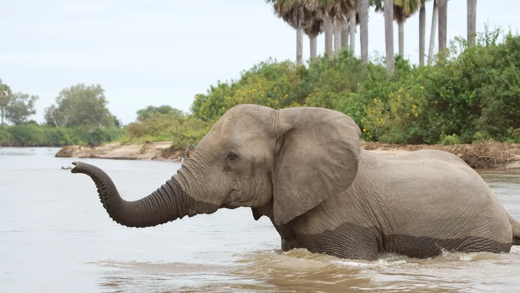 Elephant River Crossing from Tanzania Photographic Safari