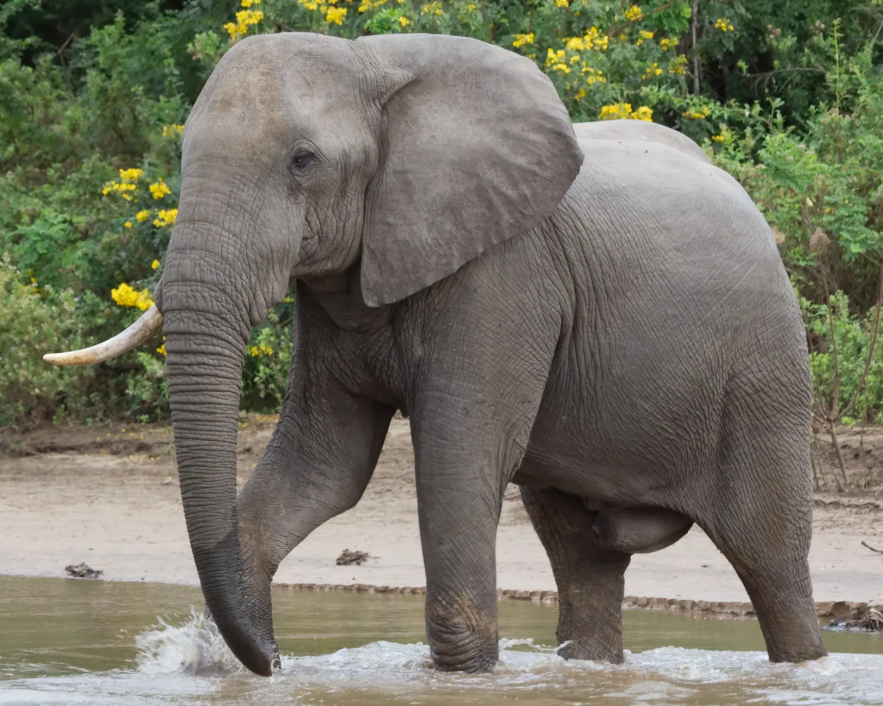 One Tusk Elephant from Tanzania Photographic Safari