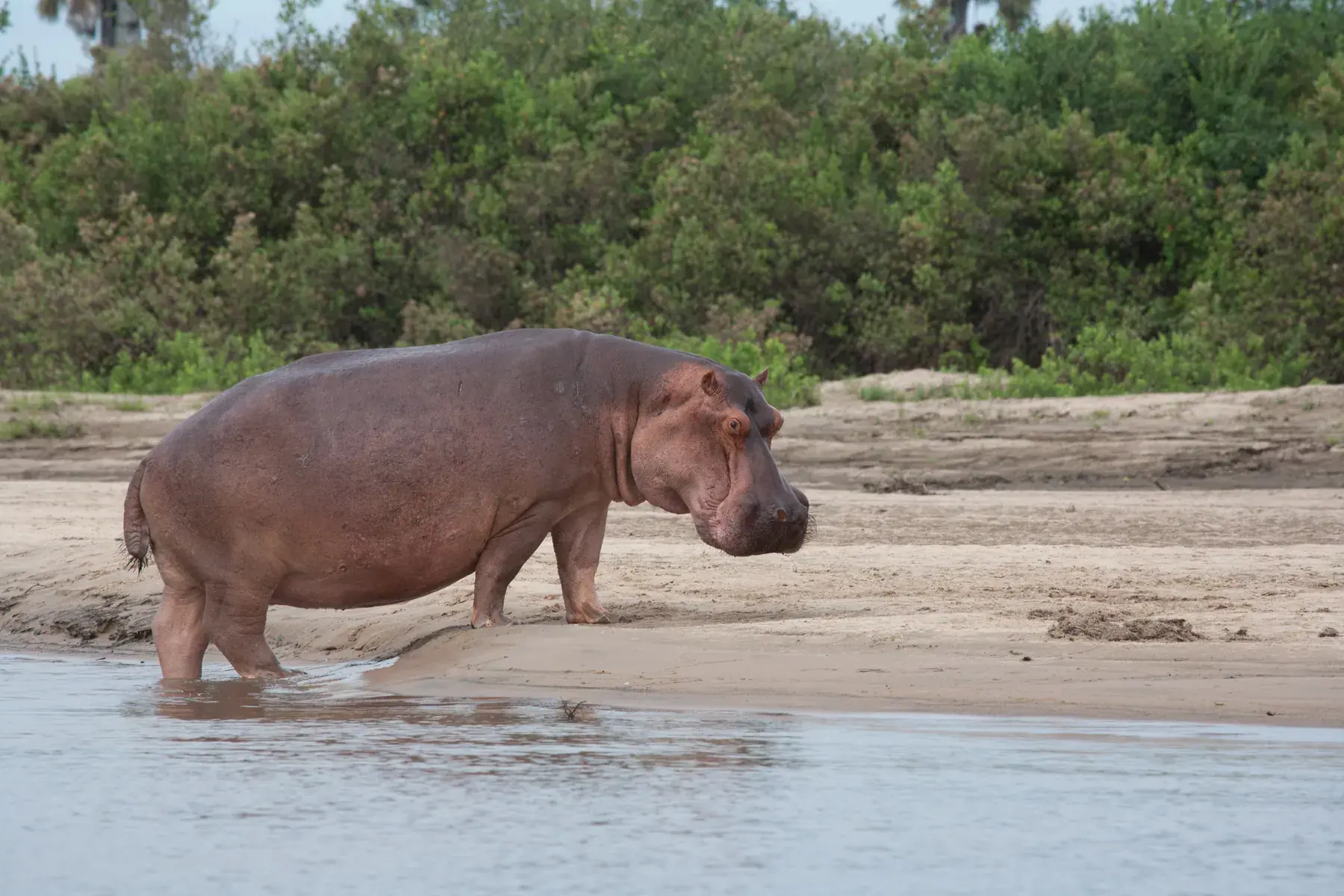Hippopotamus from Tanzania Photographic Safari