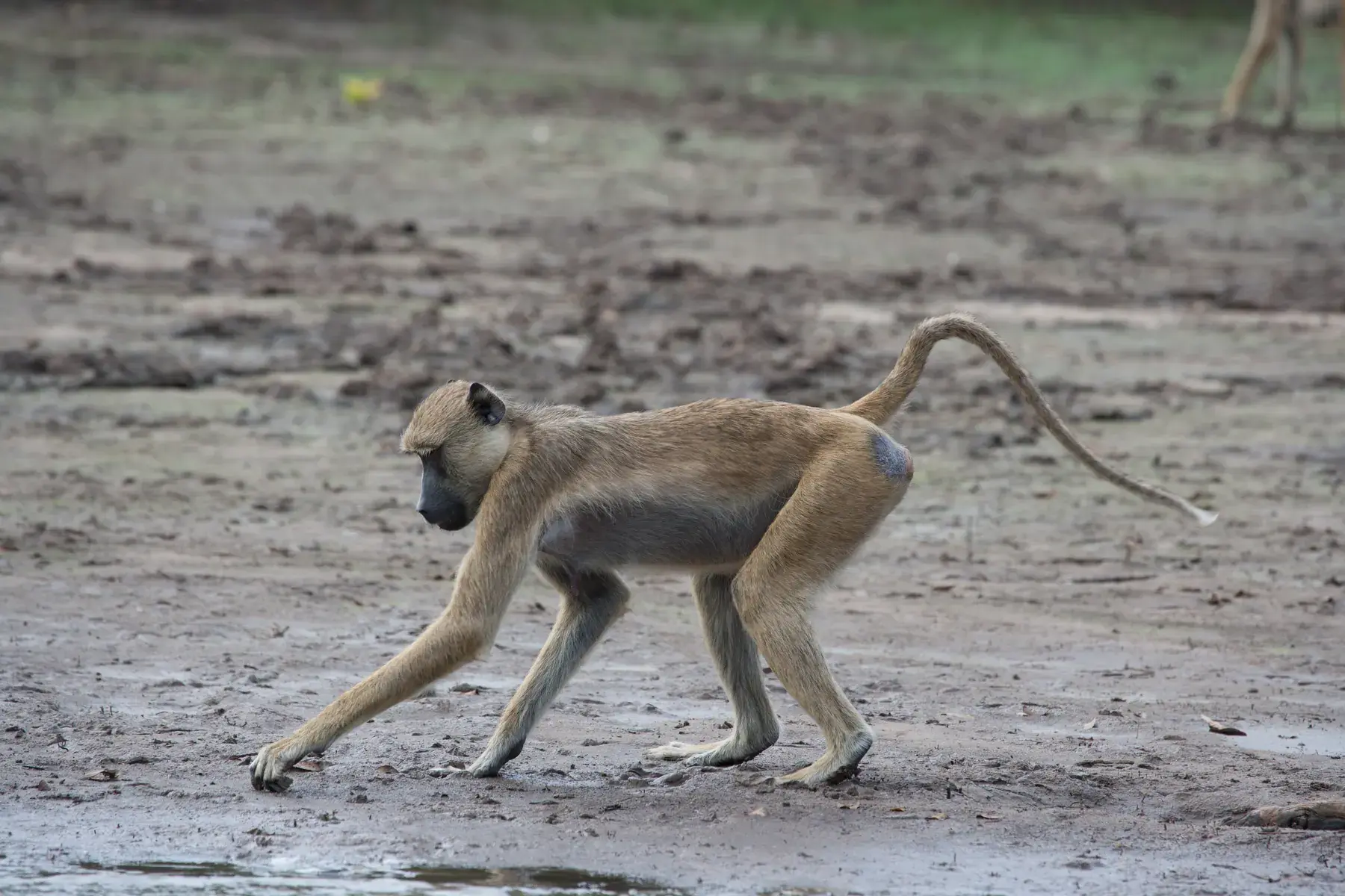 Yellow Baboon from Tanzania Photographic Safari