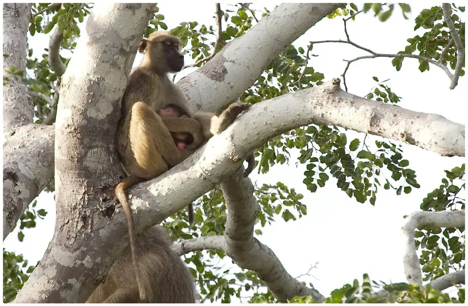 Baboon Mother and Baby from Tanzania Photographic Safari