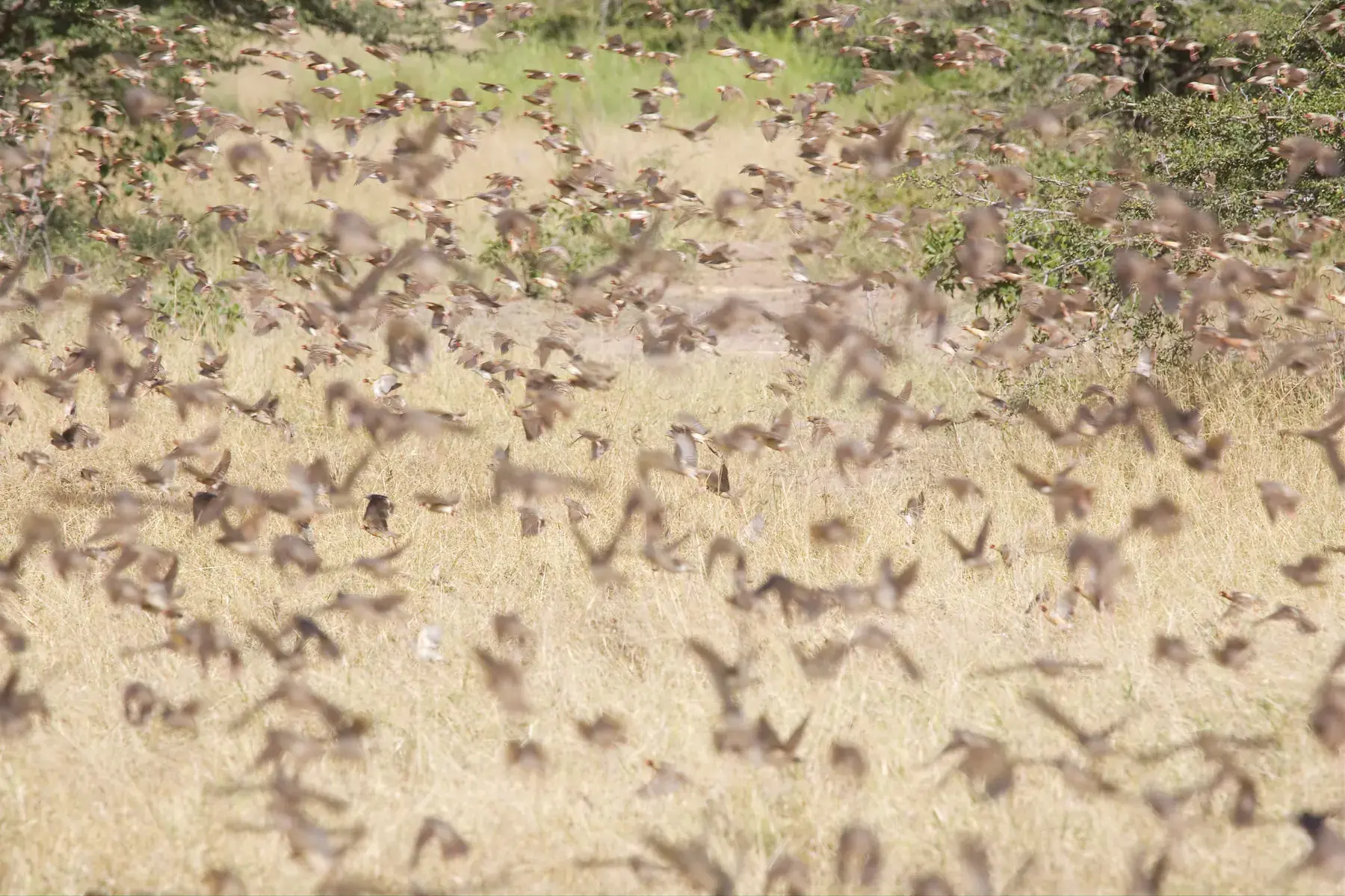 Flock of Birds from Tanzania Photographic Safari