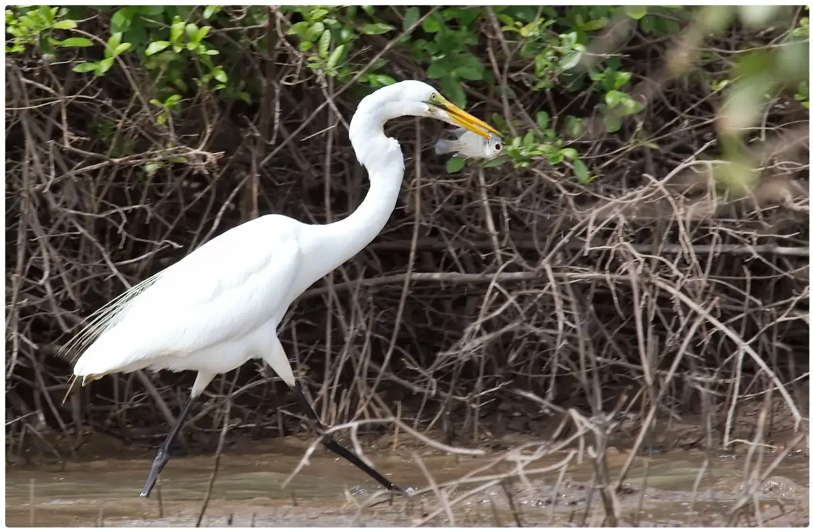 Great Egret with Fish from Tanzania Photographic Safari