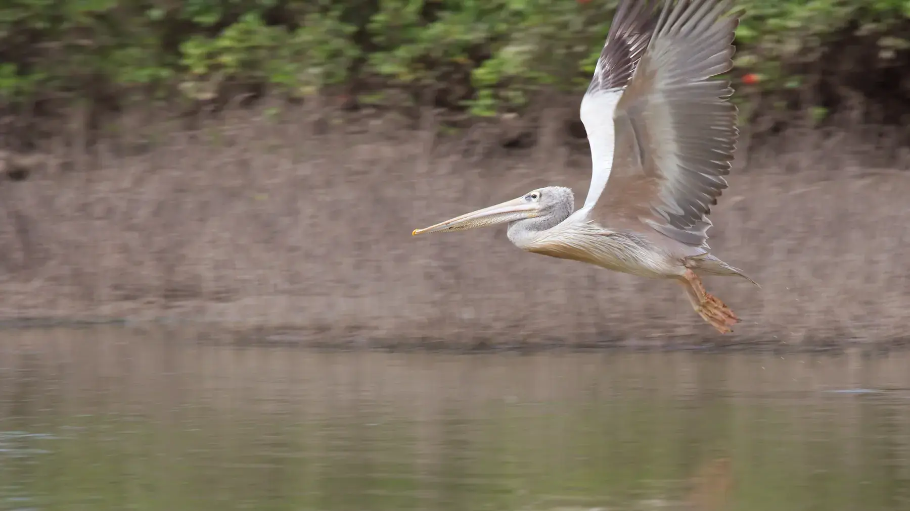 Pelican in Flight from Tanzania Photographic Safari