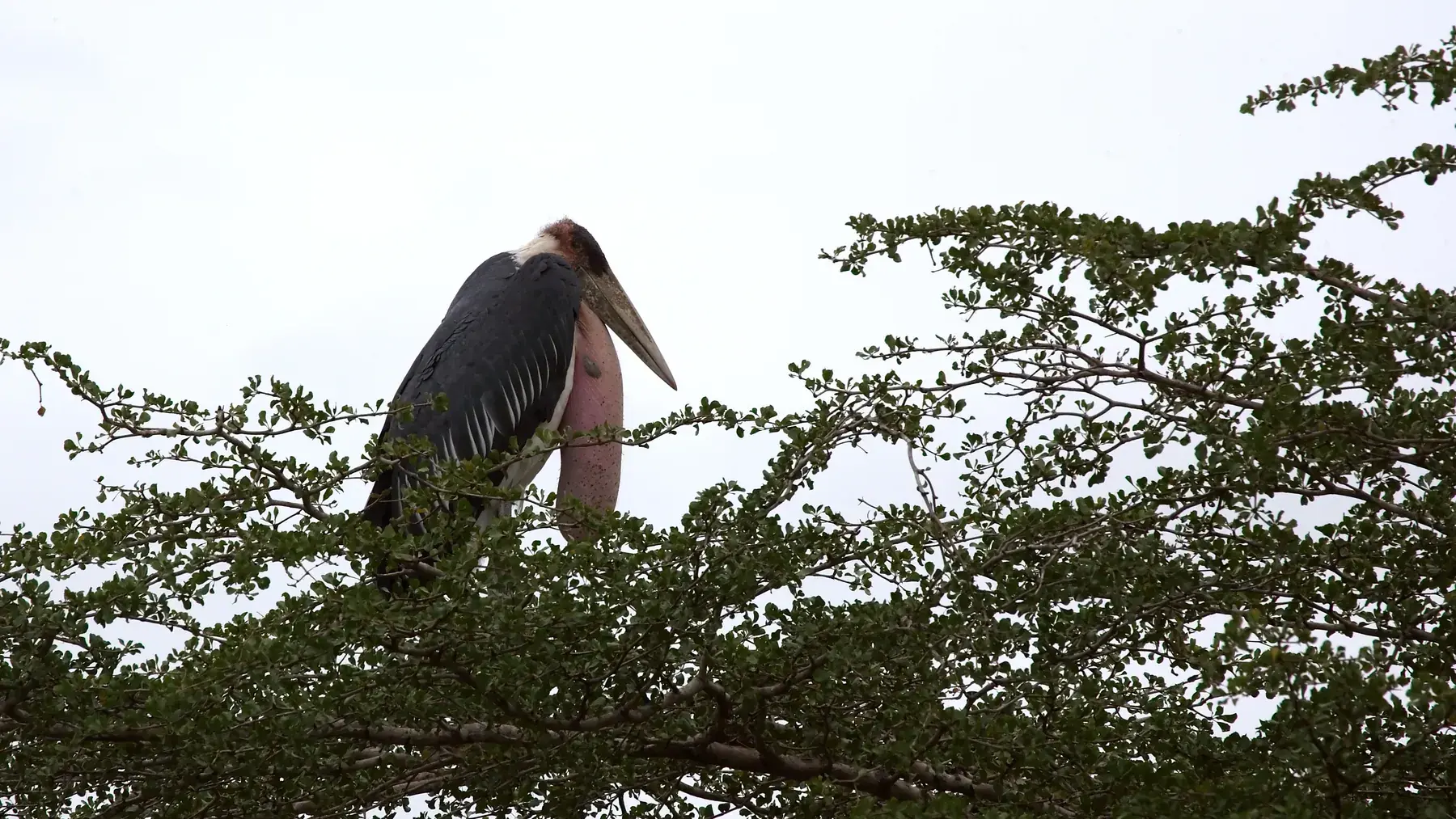 Marabou Stork from Tanzania Photographic Safari