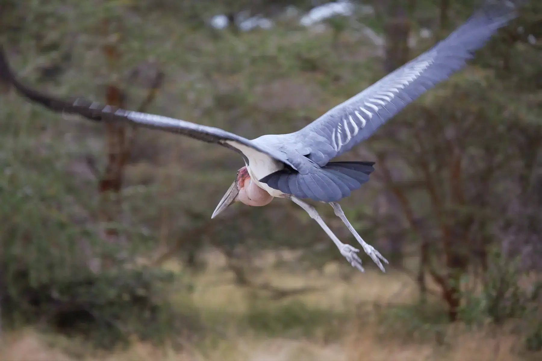 Marabou Stork from Tanzania Photographic Safari