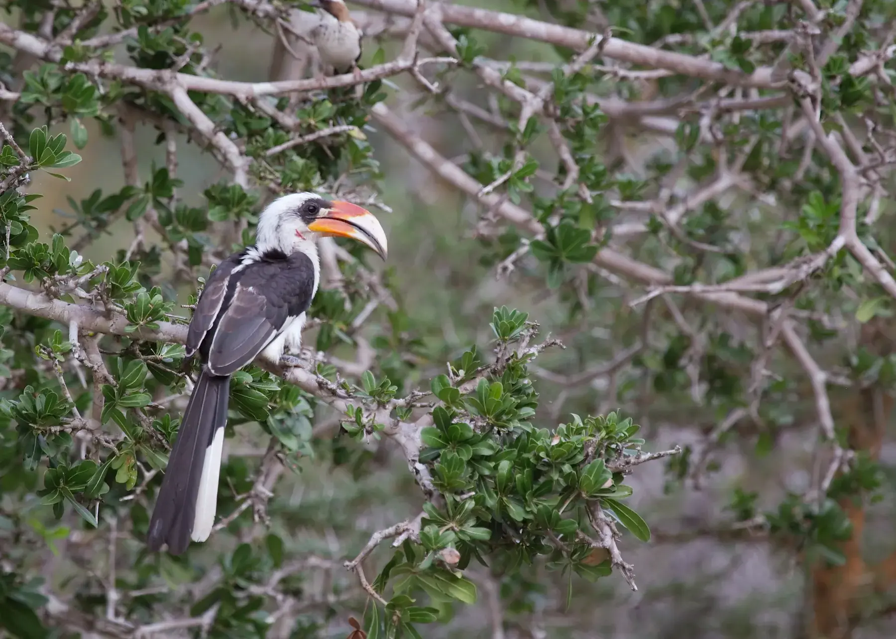 Von der Decken's Hornbill from Tanzania Photographic Safari