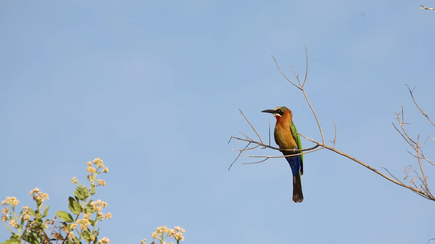 White-fronted Bee-eater from Tanzania Photographic Safari
