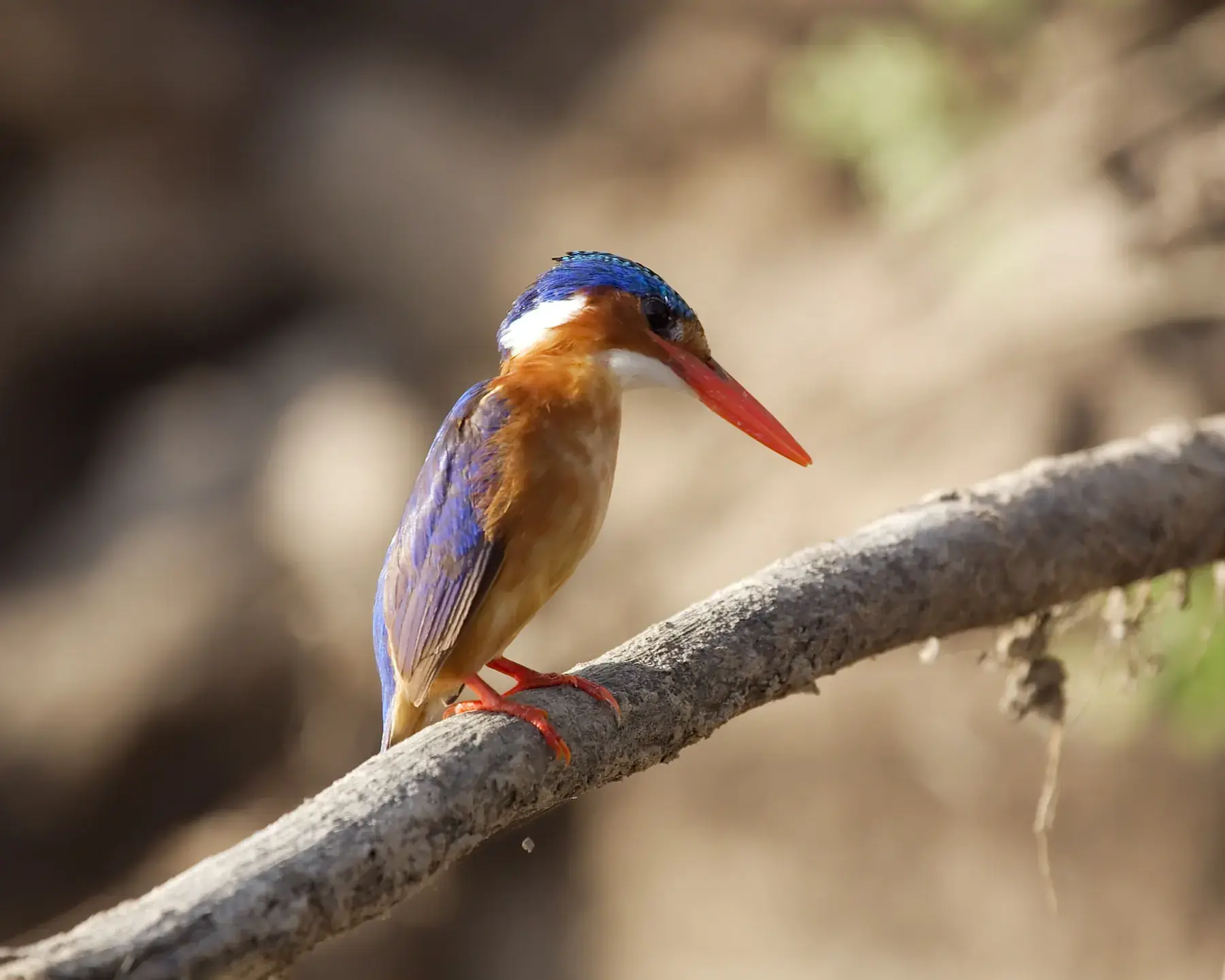 Malachite Kingfisher from Tanzania Photographic Safari