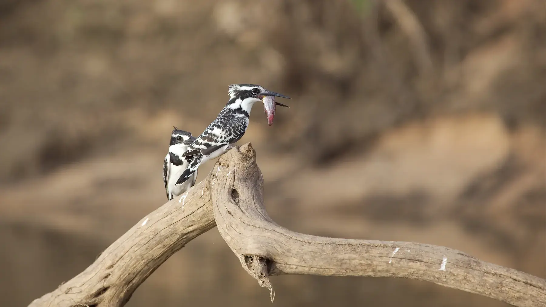 Pied Kingfisher from Tanzania Photographic Safari