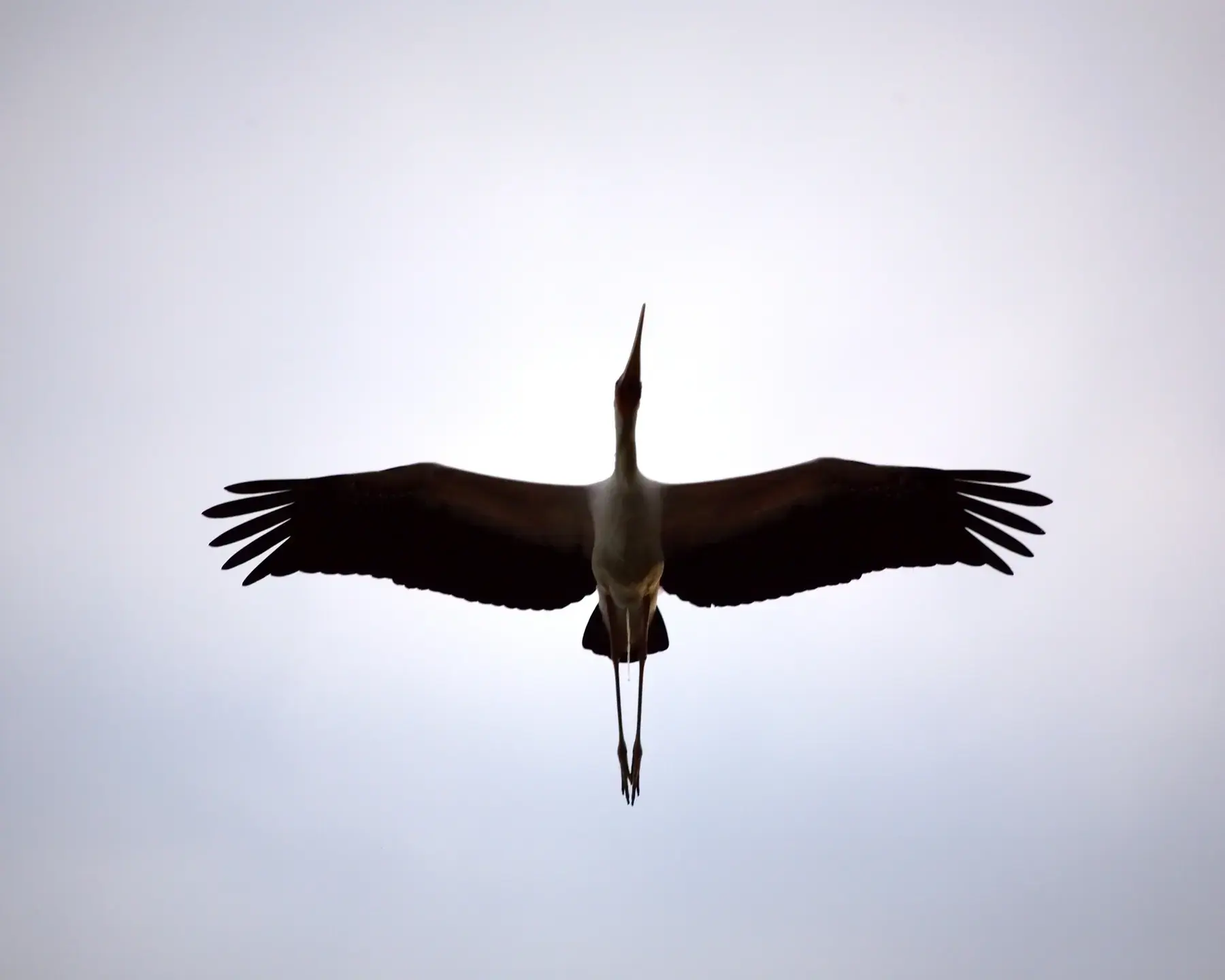 Stork Silhouette from Tanzania Photographic Safari