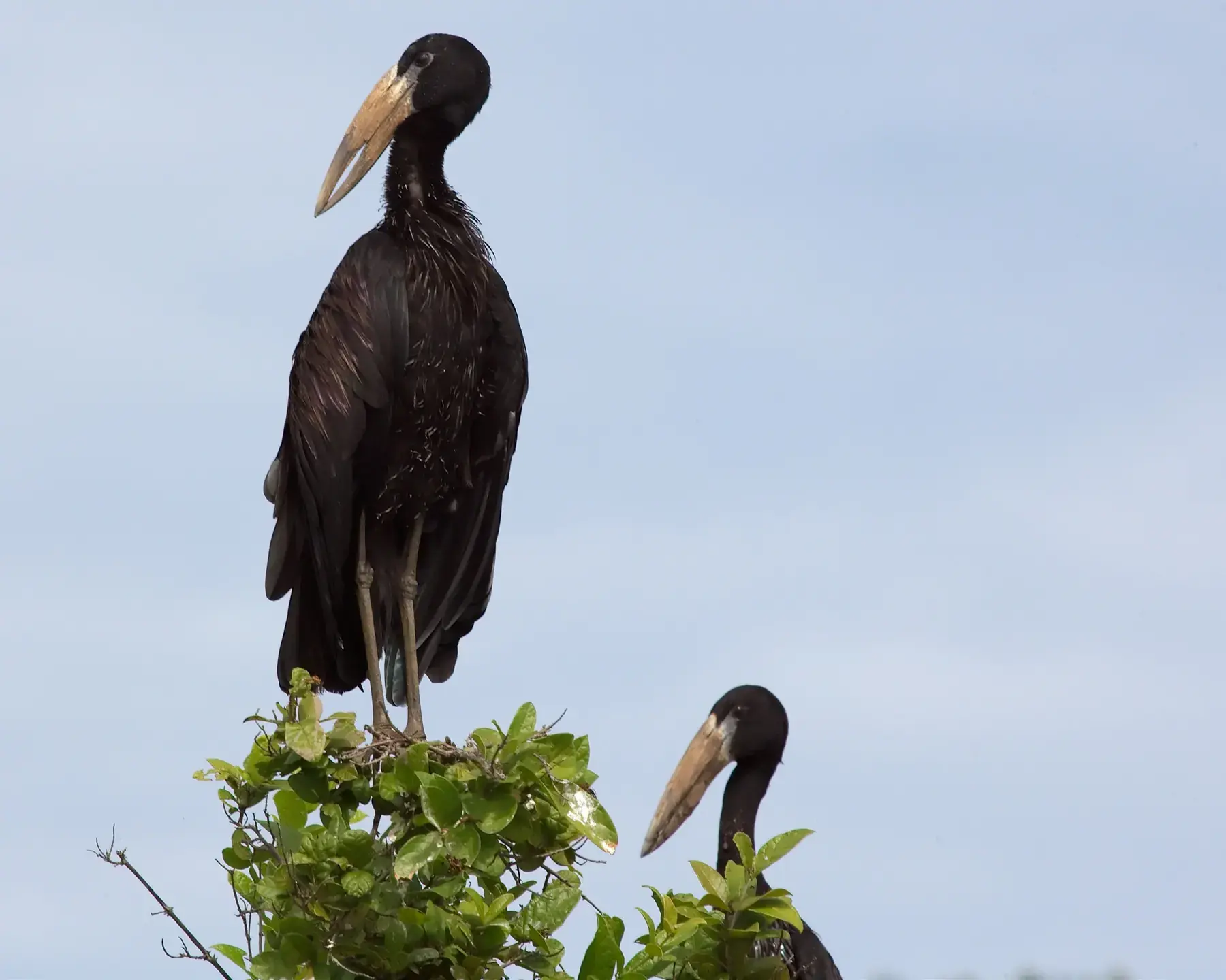 African Openbill from Tanzania Photographic Safari