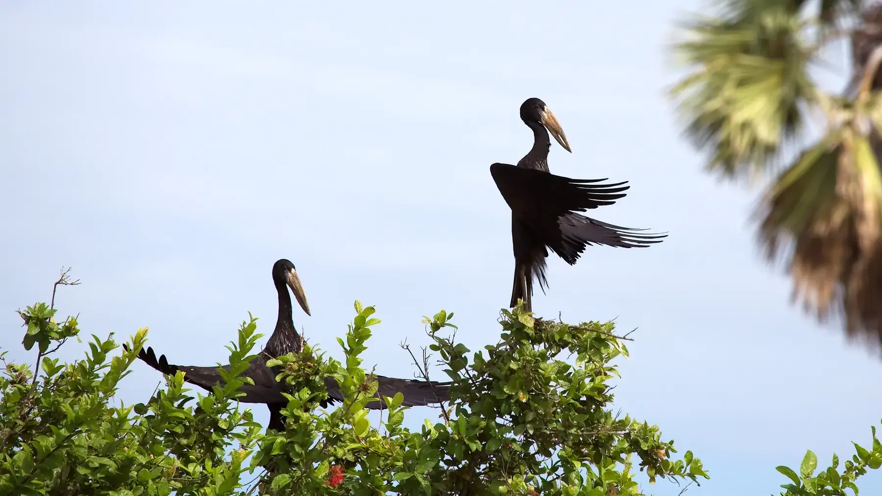 African Openbill from Tanzania Photographic Safari