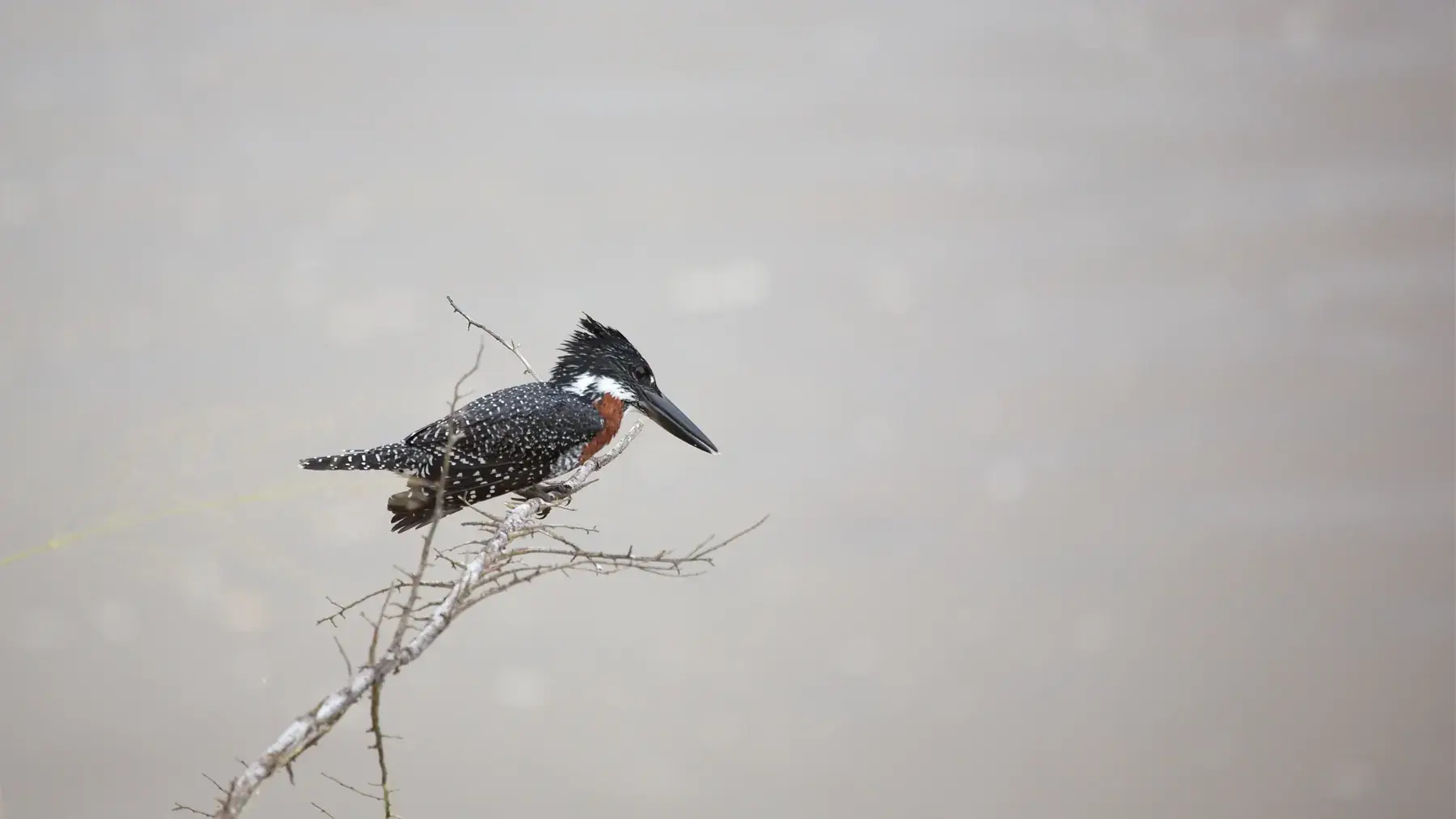 Giant Kingfisher from Tanzania Photographic Safari