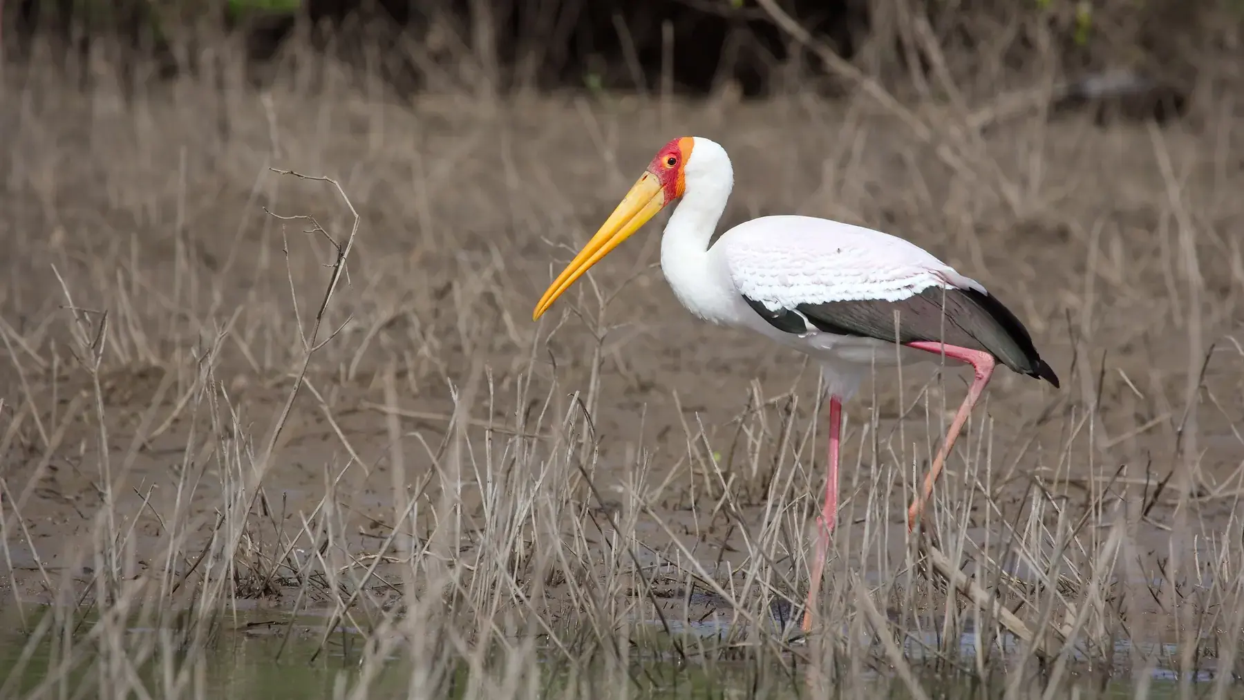 Yellow-billed Stork from Tanzania Photographic Safari